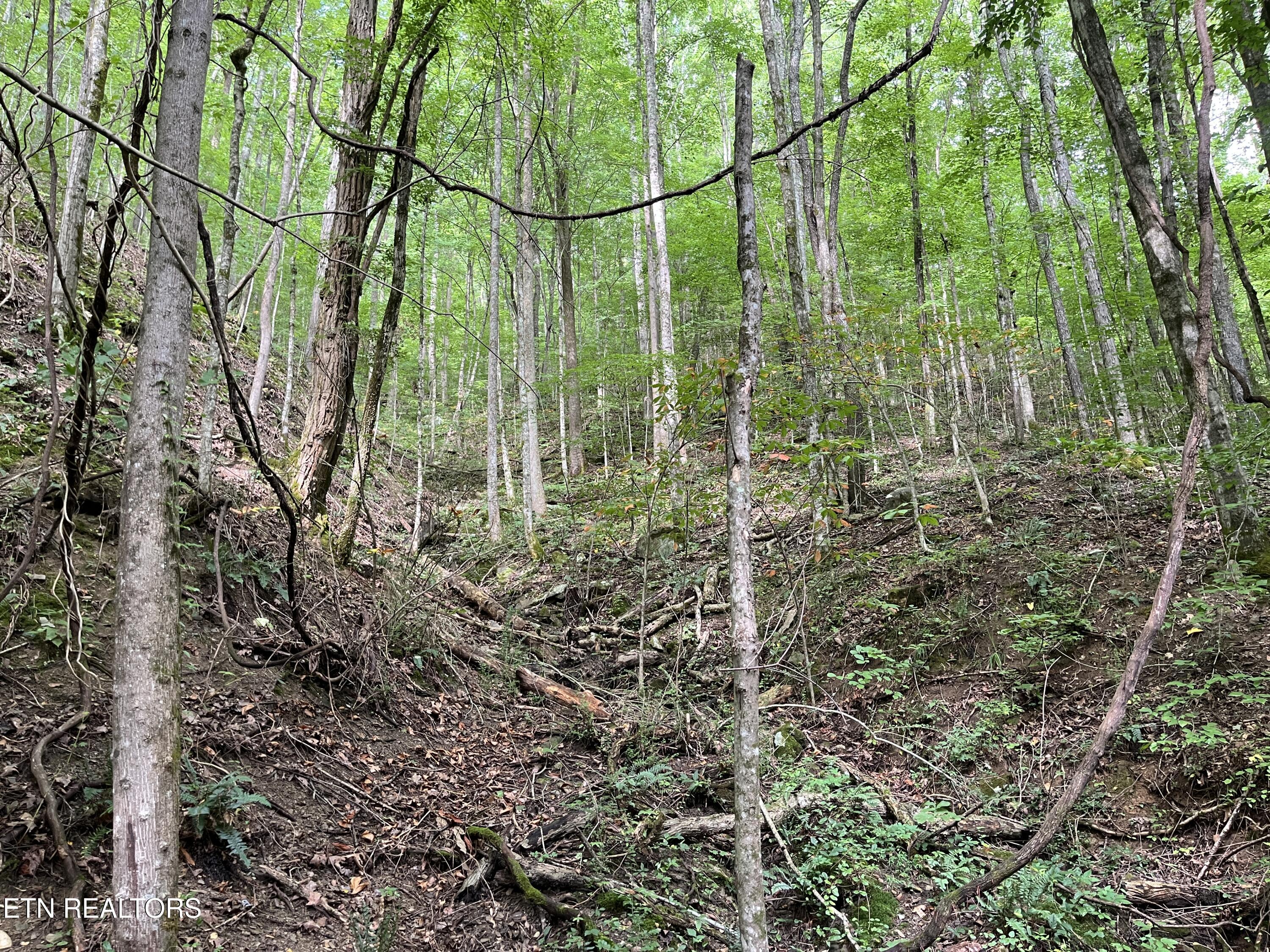 Frost Bottom Road Oliver Springs TN 37840