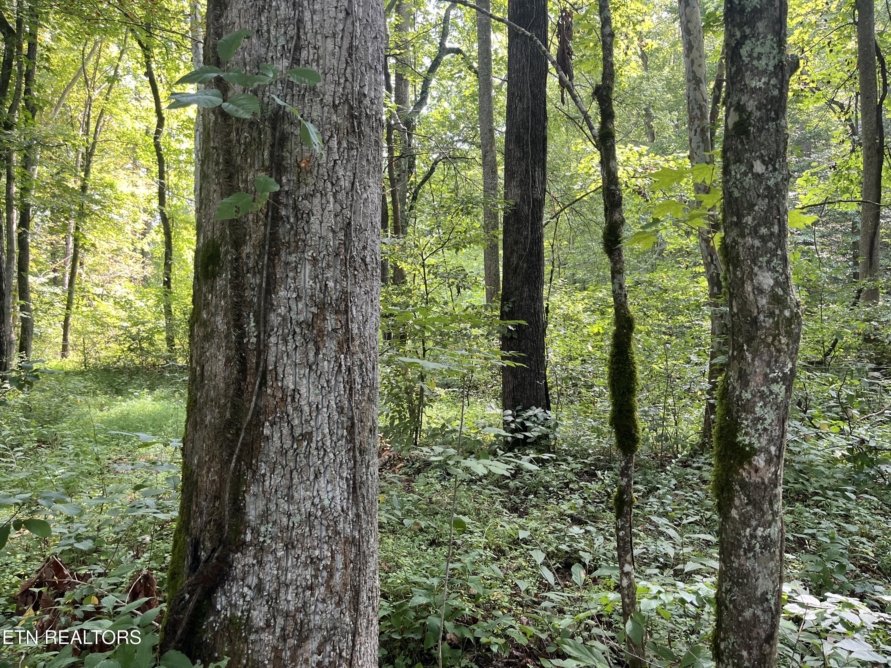 Frost Bottom Road Oliver Springs TN 37840