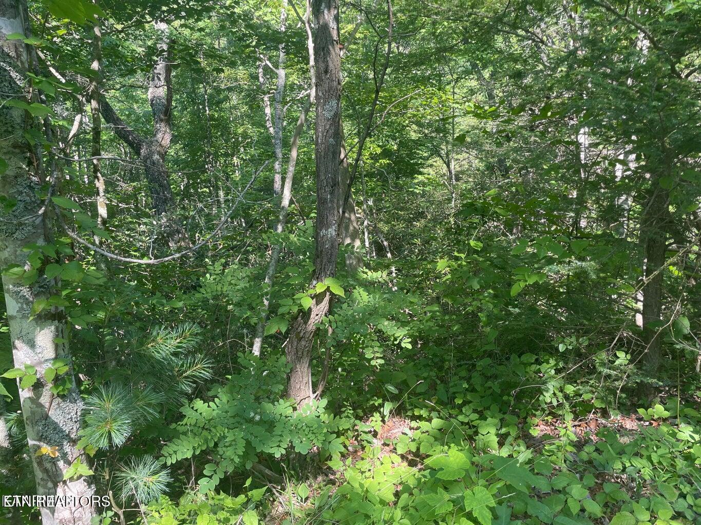 Lot 69 Sycamore Street Sevierville TN 37876