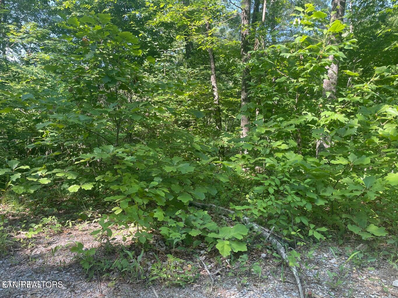 Lot 69 Sycamore Street Sevierville TN 37876