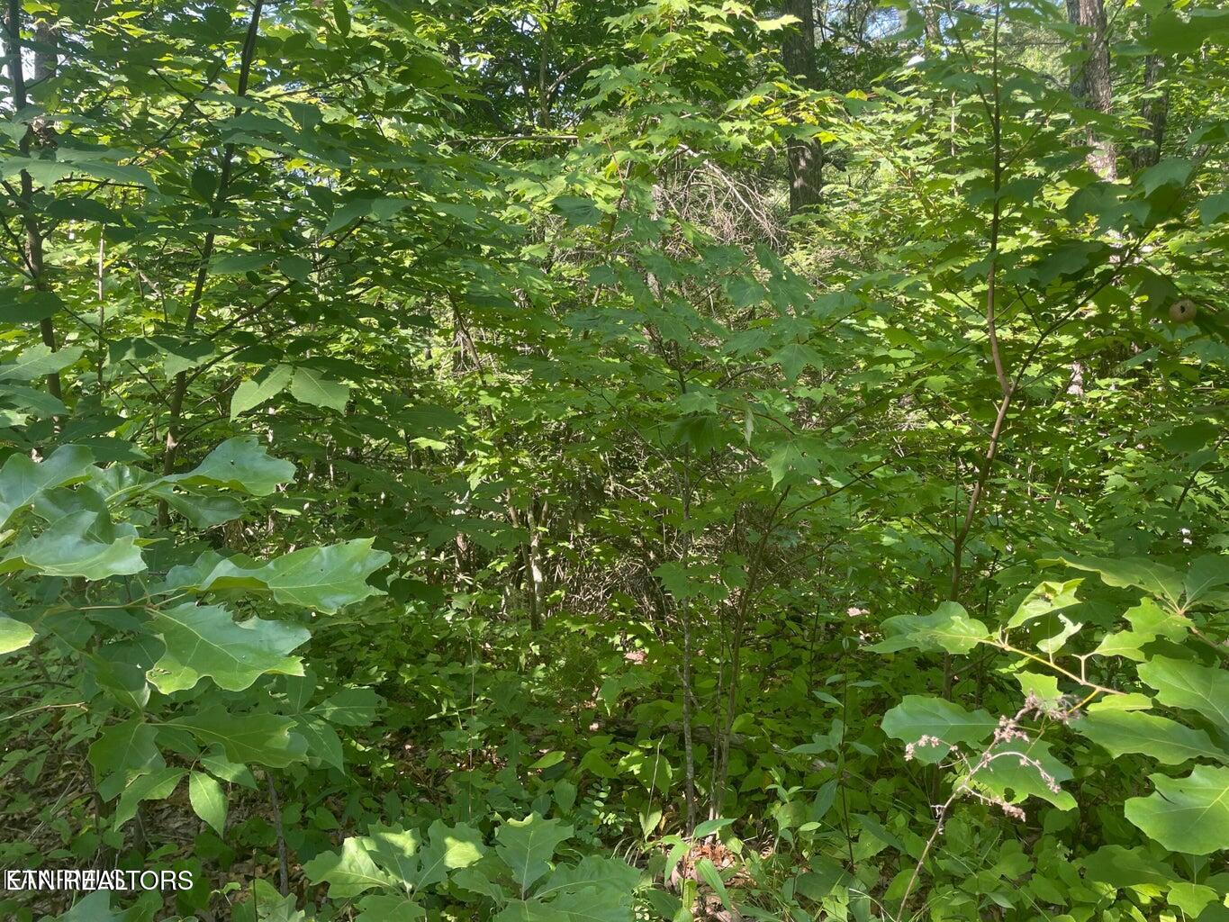 Lot 69 Sycamore Street Sevierville TN 37876