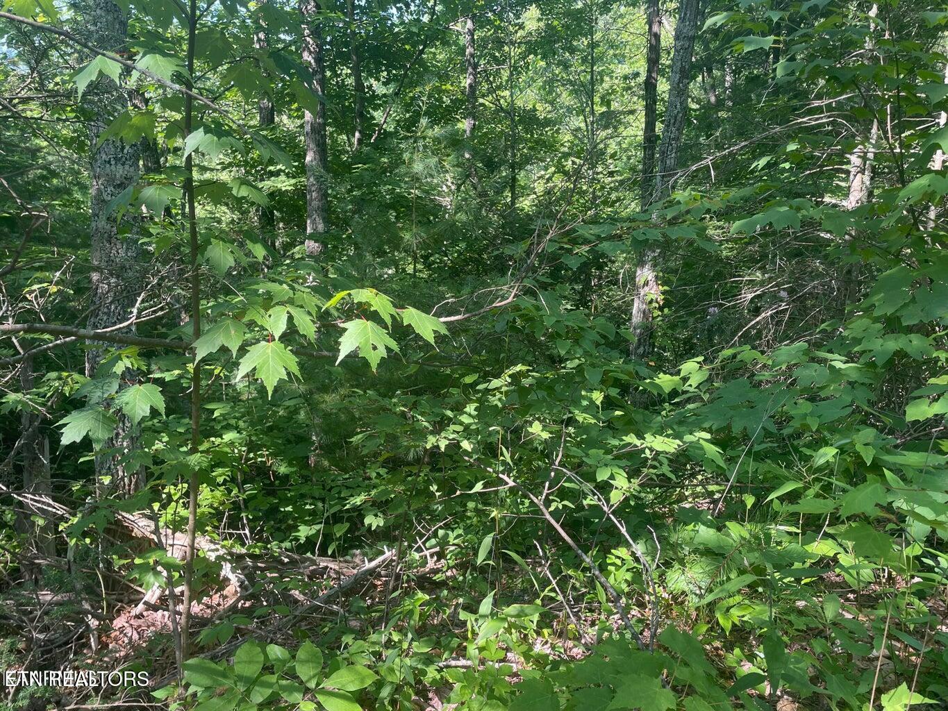 Lot 69 Sycamore Street Sevierville TN 37876