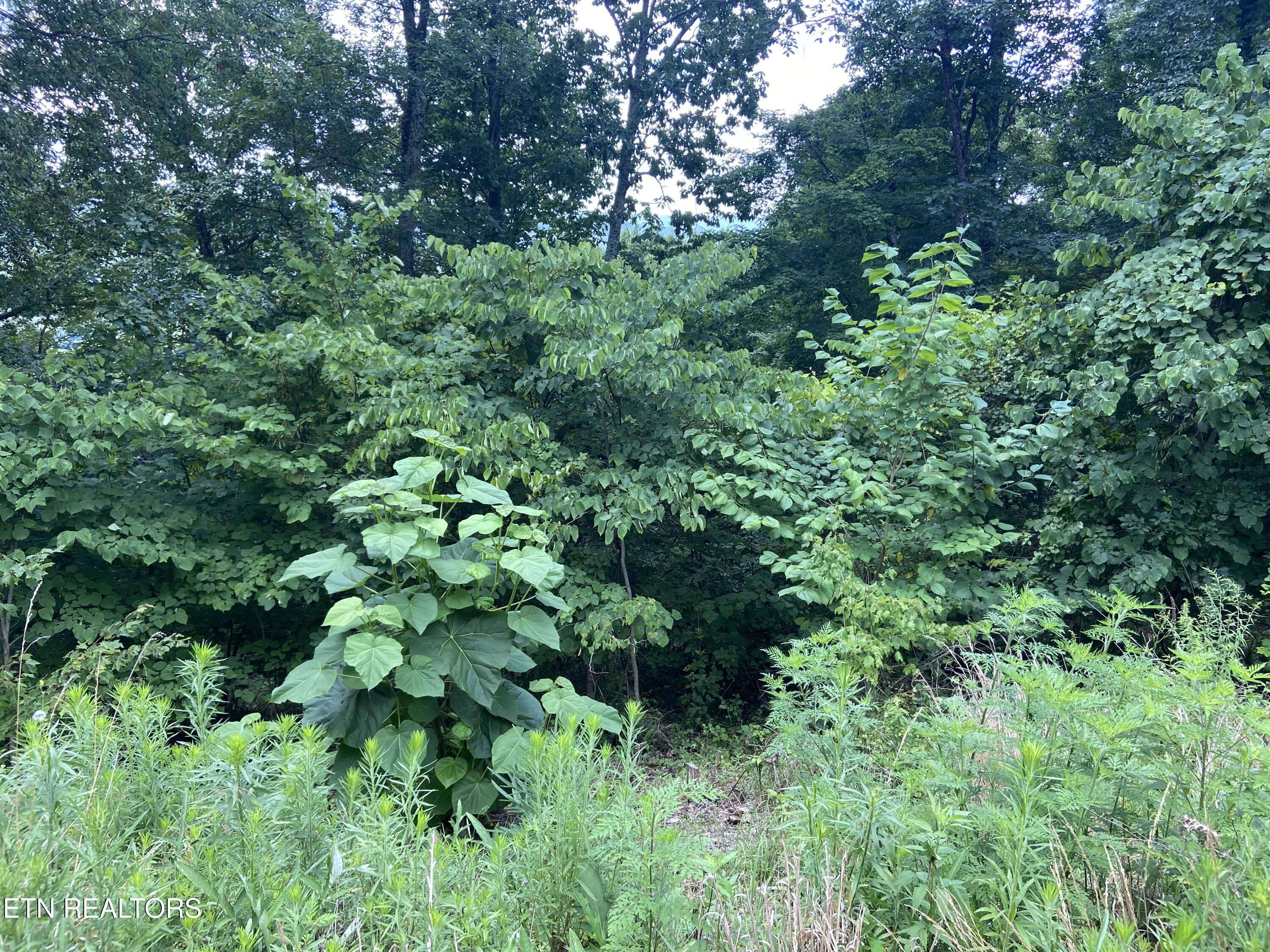 Whistle Valley Road New Tazewell TN 37825