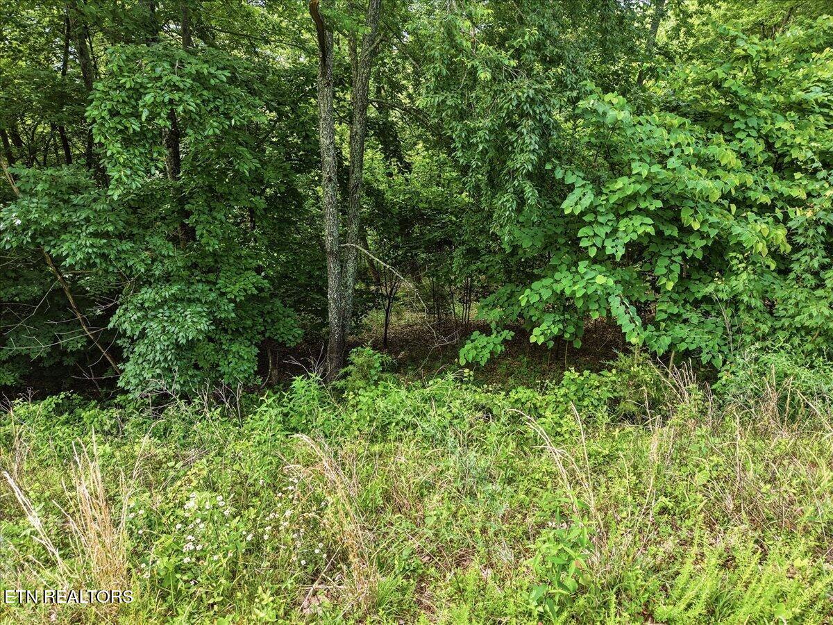 Whistle Valley Road New Tazewell TN 37825