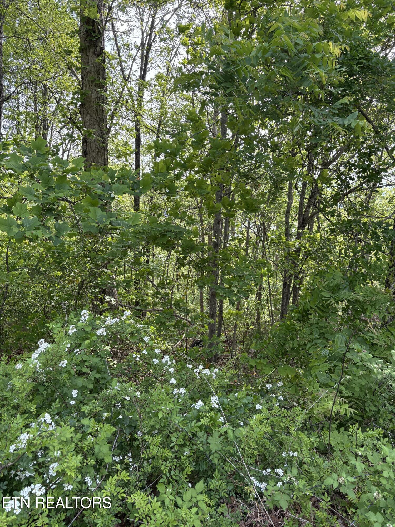 Lot 168 Saddleridge Drive Speedwell TN 37870