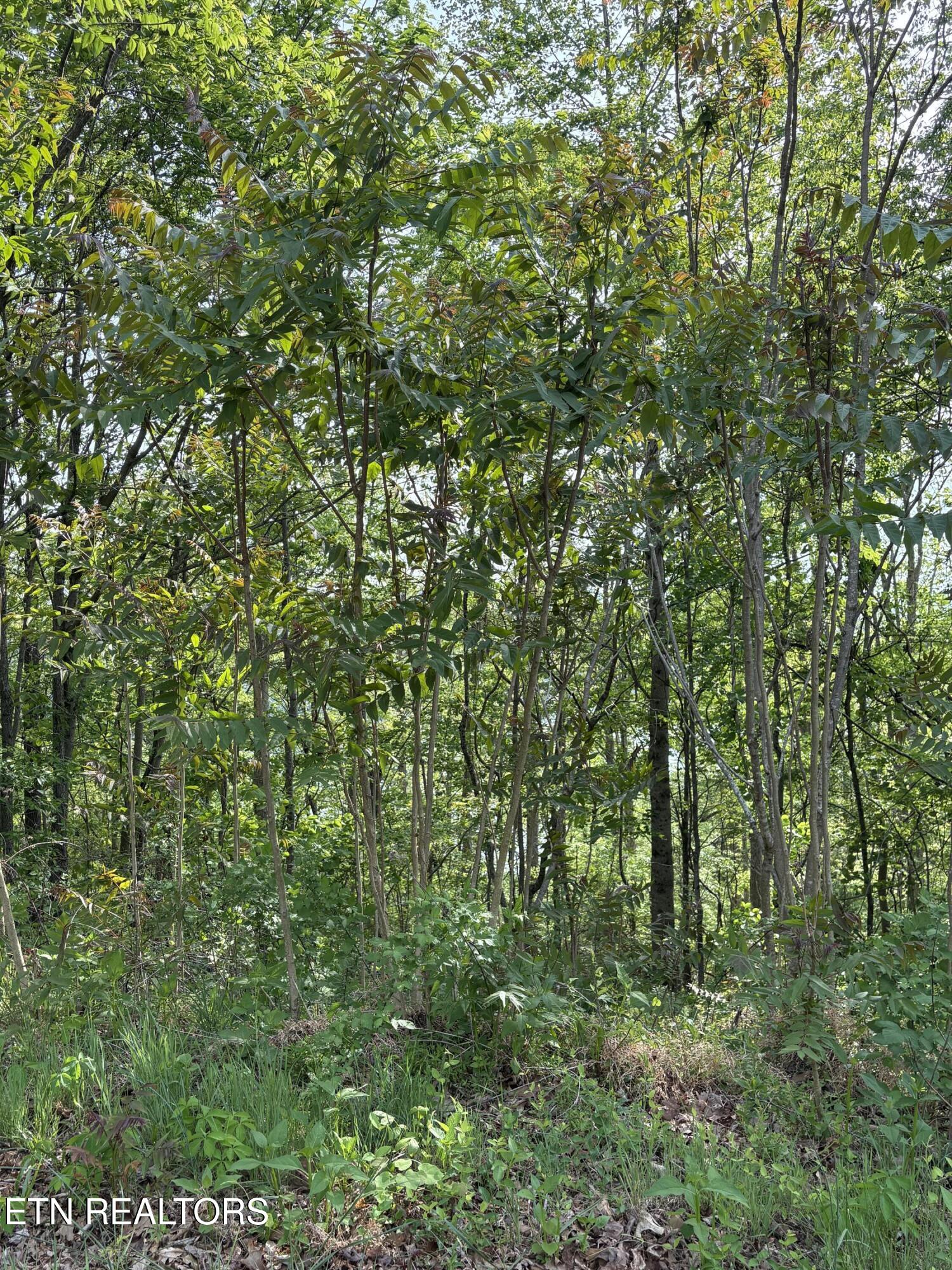 Lot 168 Saddleridge Drive Speedwell TN 37870