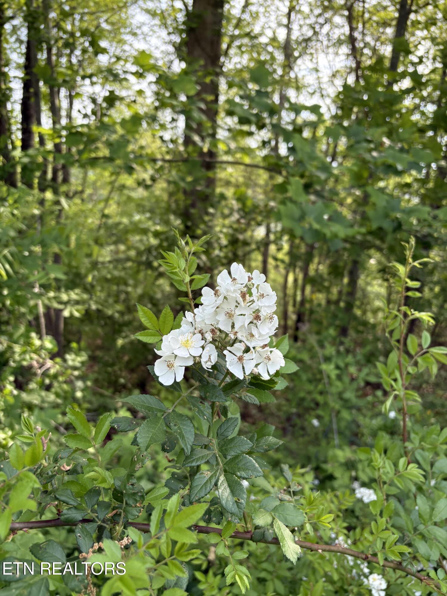 Lot 168 Saddleridge Drive Speedwell TN 37870