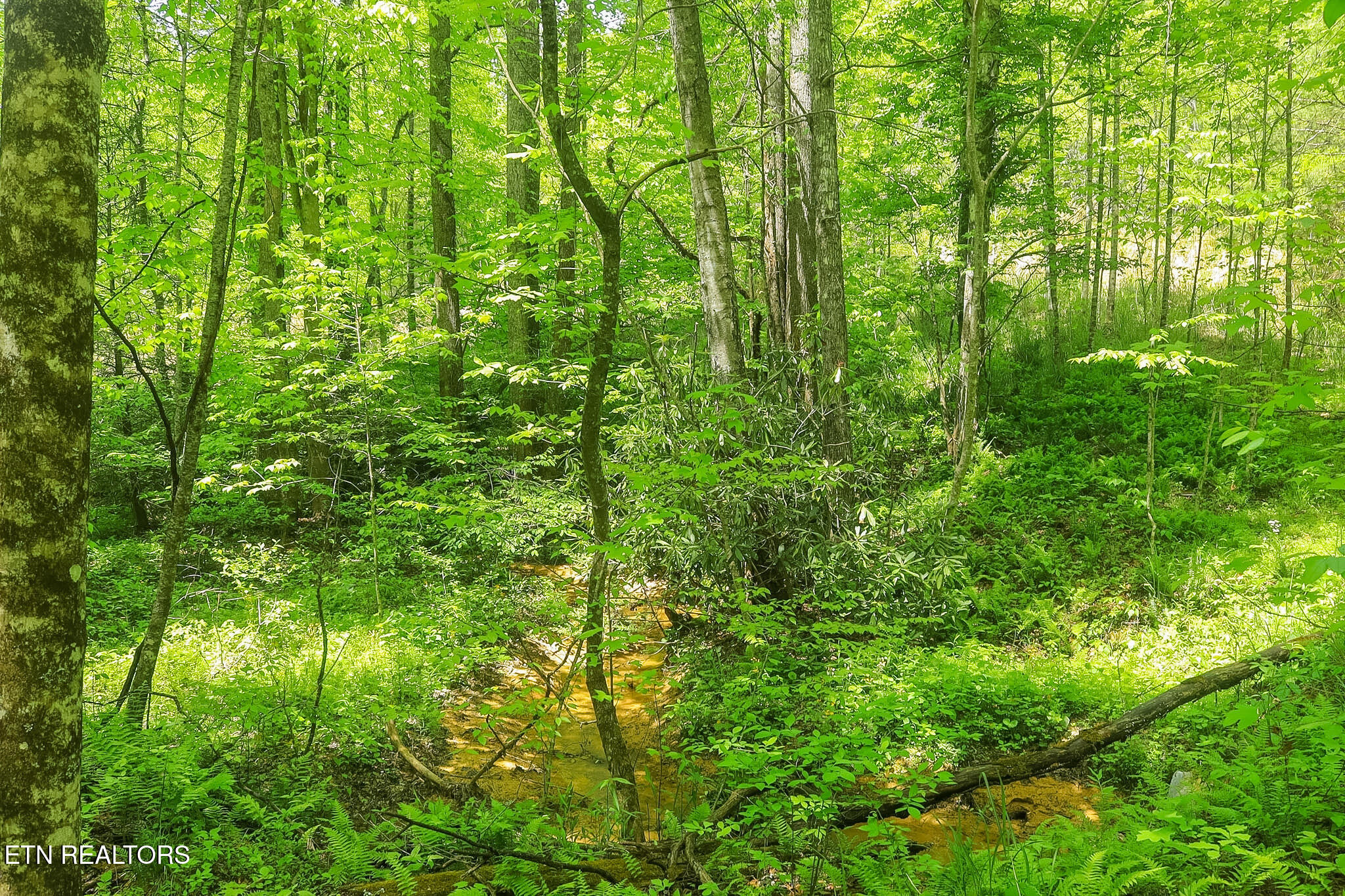 Short Moutain Road Sneedville TN 37869