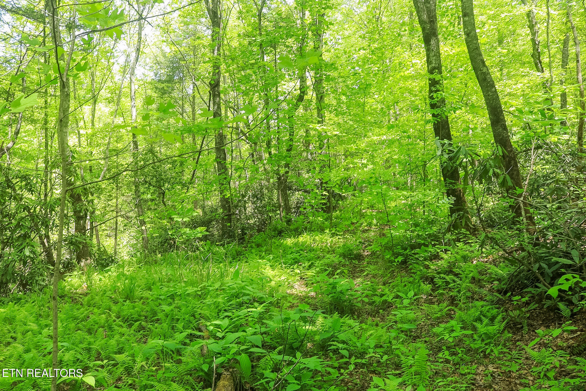 Short Moutain Road Sneedville TN 37869