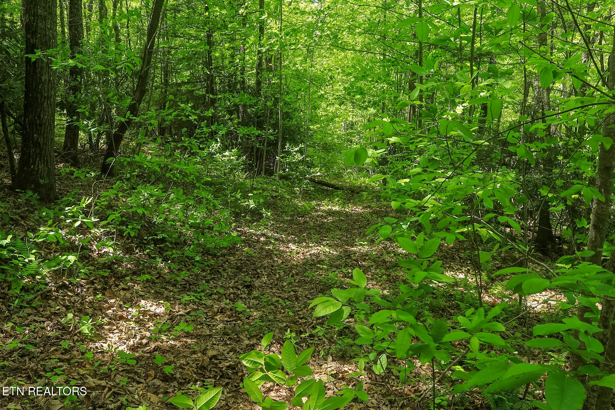 Short Moutain Road Sneedville TN 37869