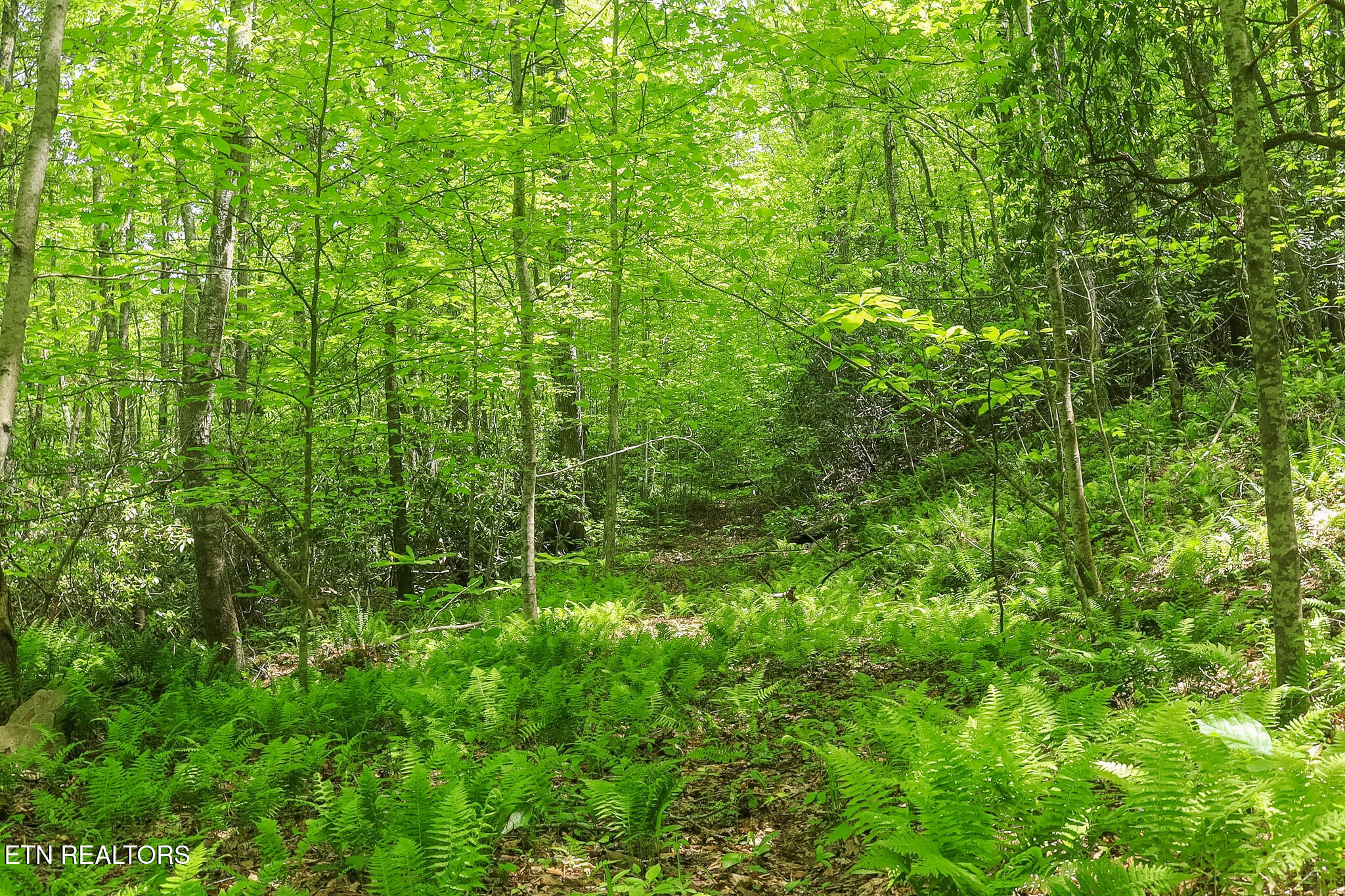 Short Moutain Road Sneedville TN 37869