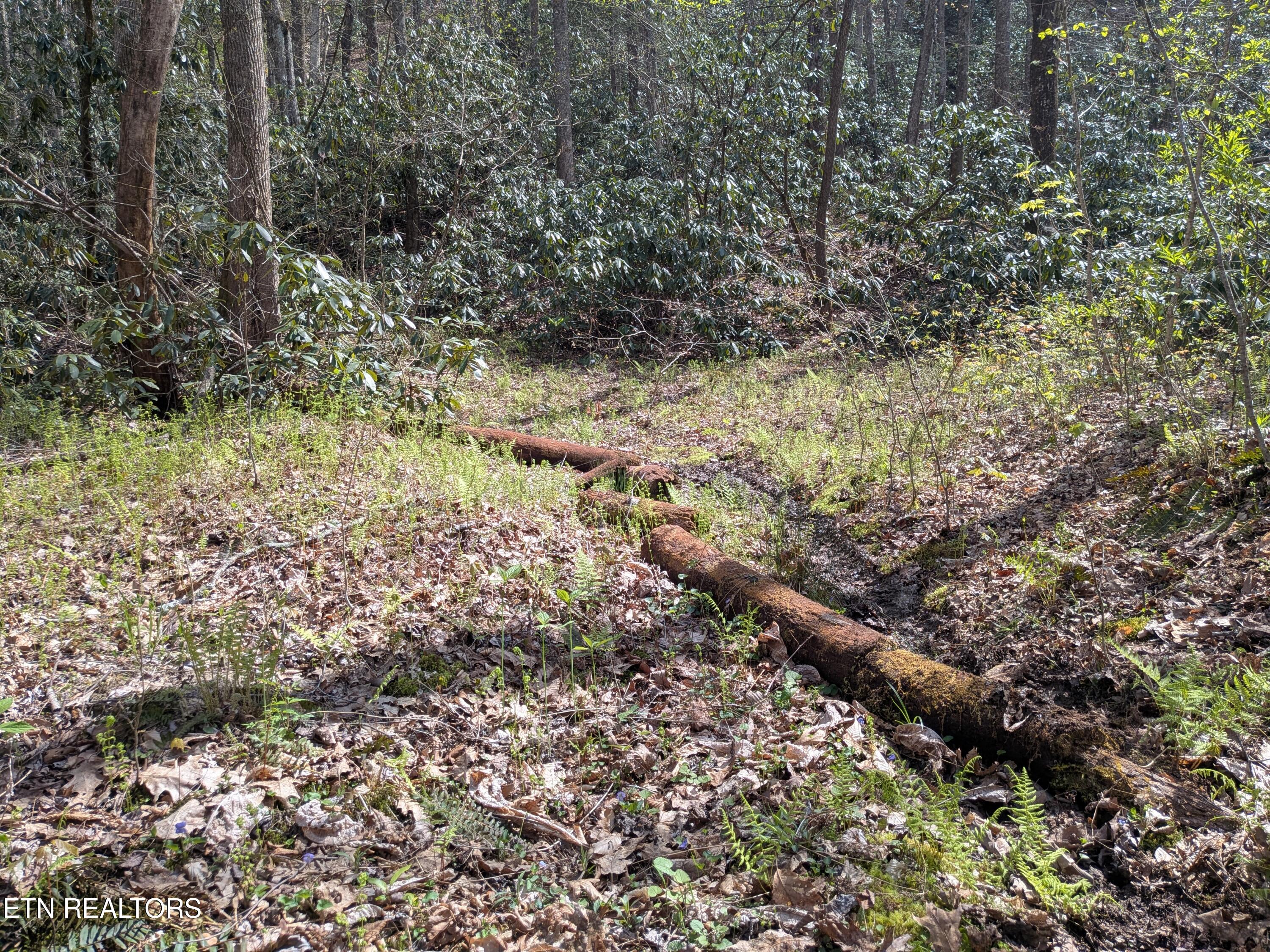 Short Moutain Road Sneedville TN 37869