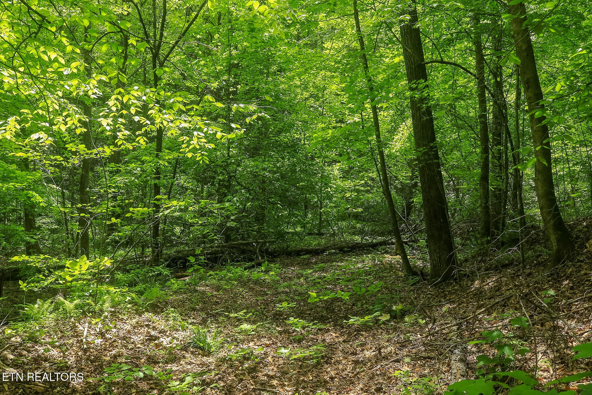 Short Moutain Road Sneedville TN 37869