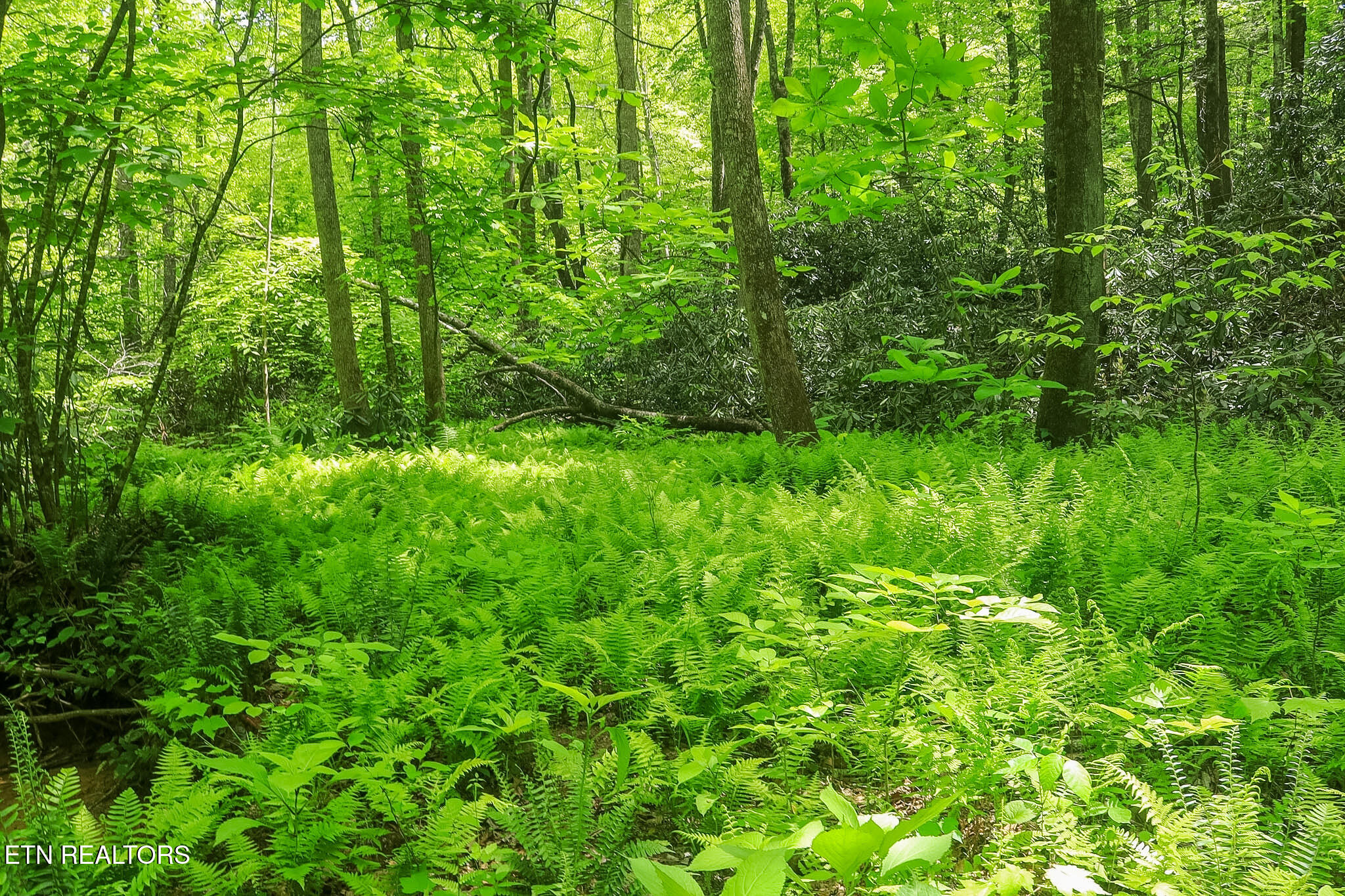 Short Moutain Road Sneedville TN 37869