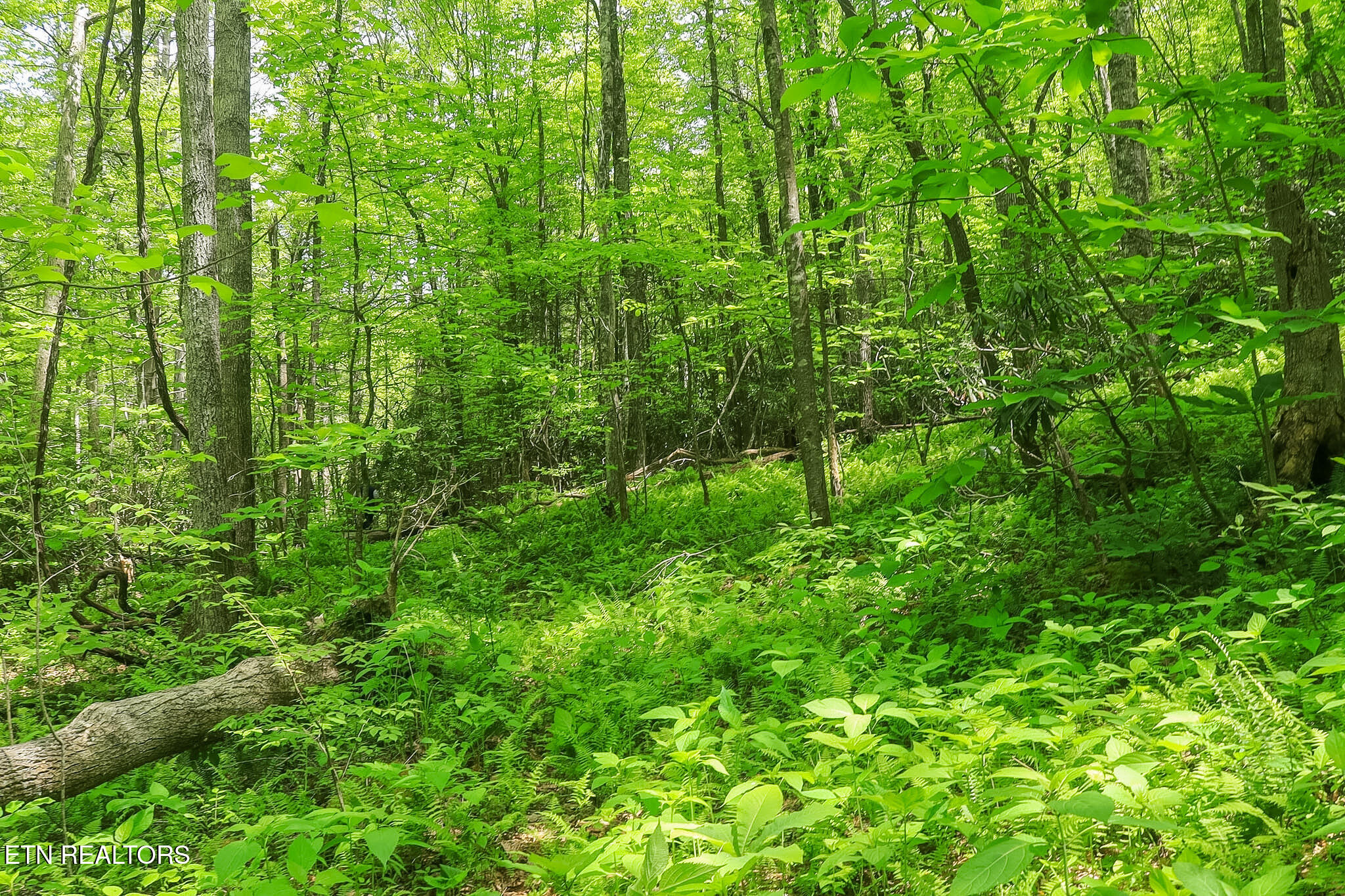 Short Moutain Road Sneedville TN 37869
