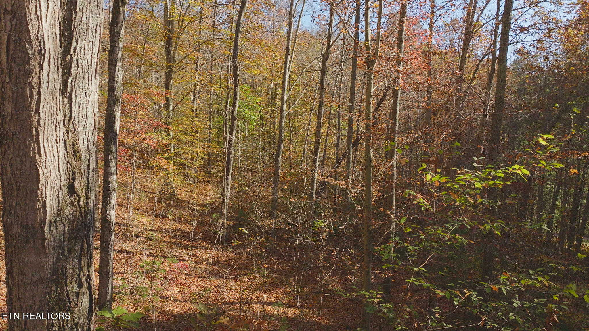 00 Jackson Ridge Road Tazewell TN 37879