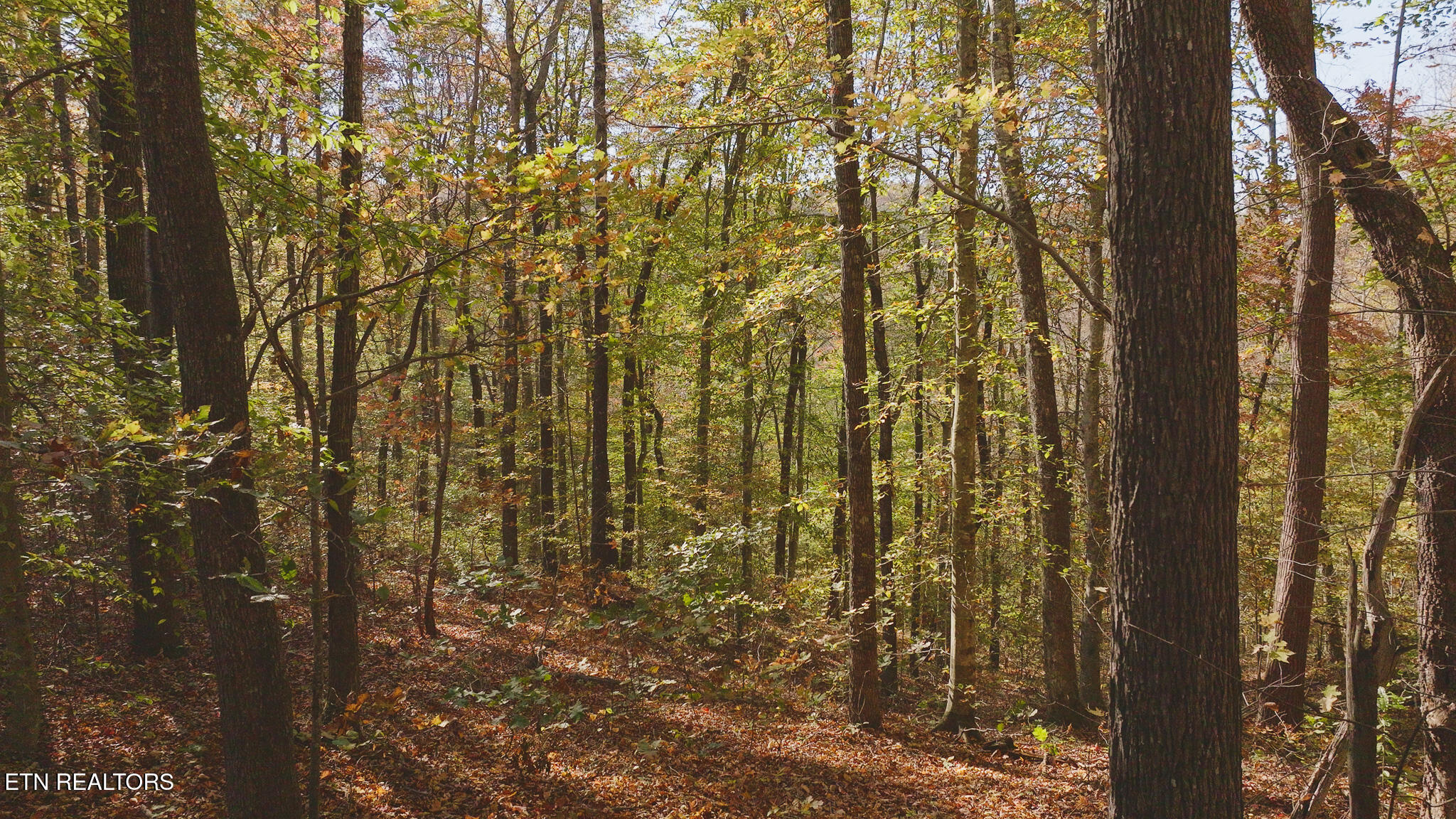 00 Jackson Ridge Road Tazewell TN 37879