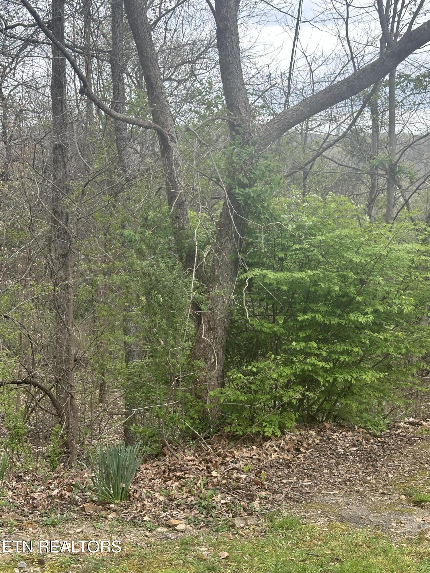 Mountain Grove Lane Seymour TN 37865