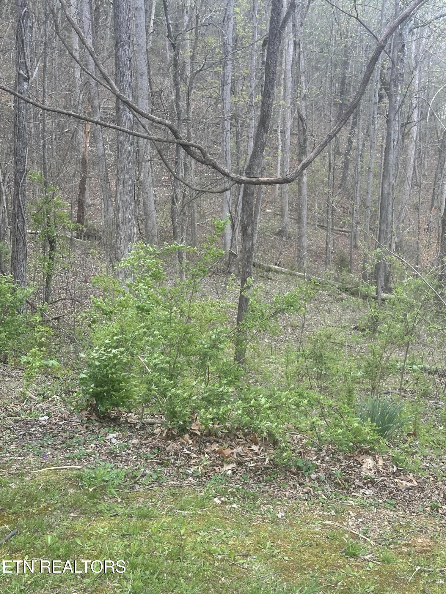 Mountain Grove Lane Seymour TN 37865