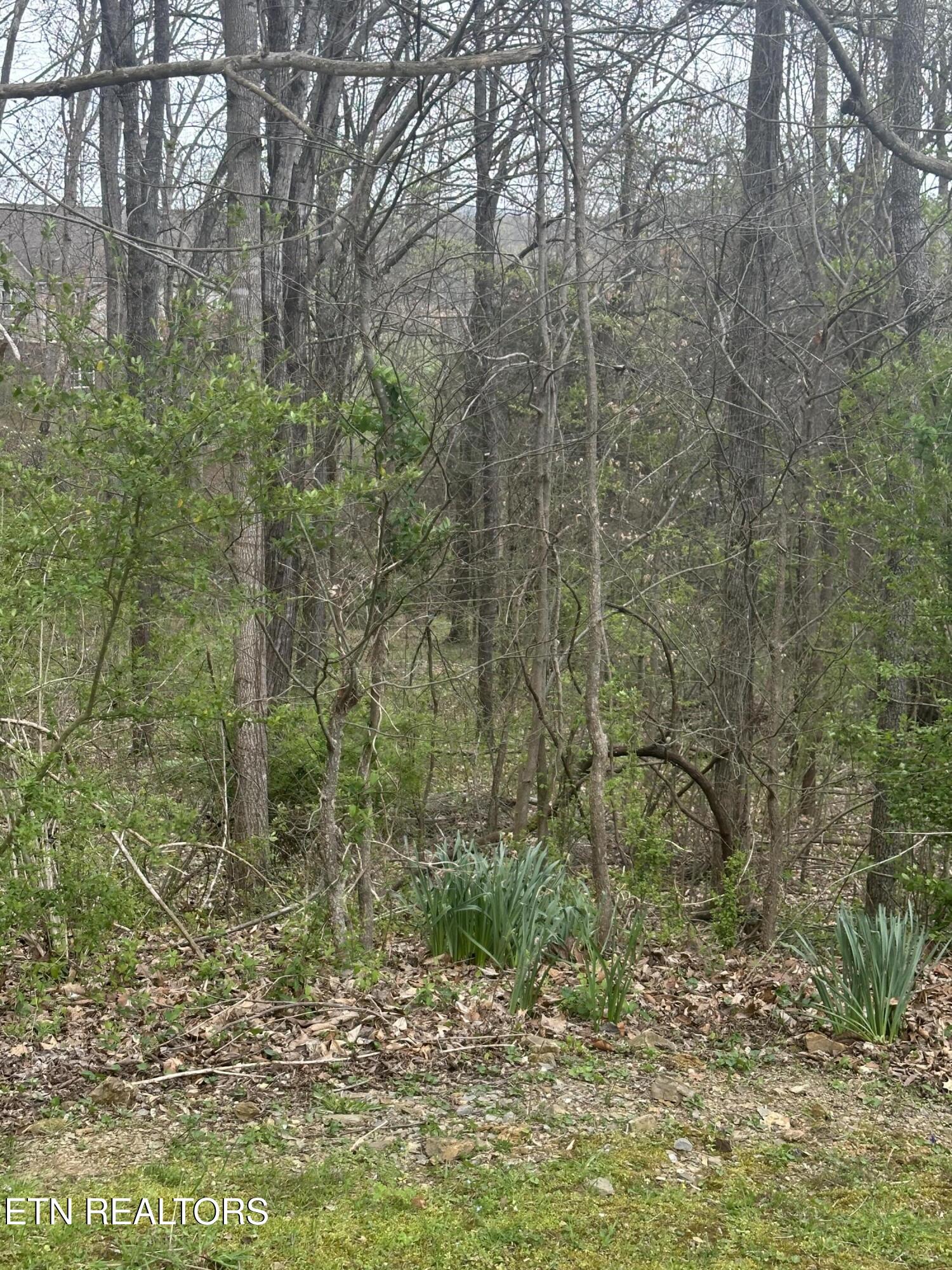 Mountain Grove Lane Seymour TN 37865