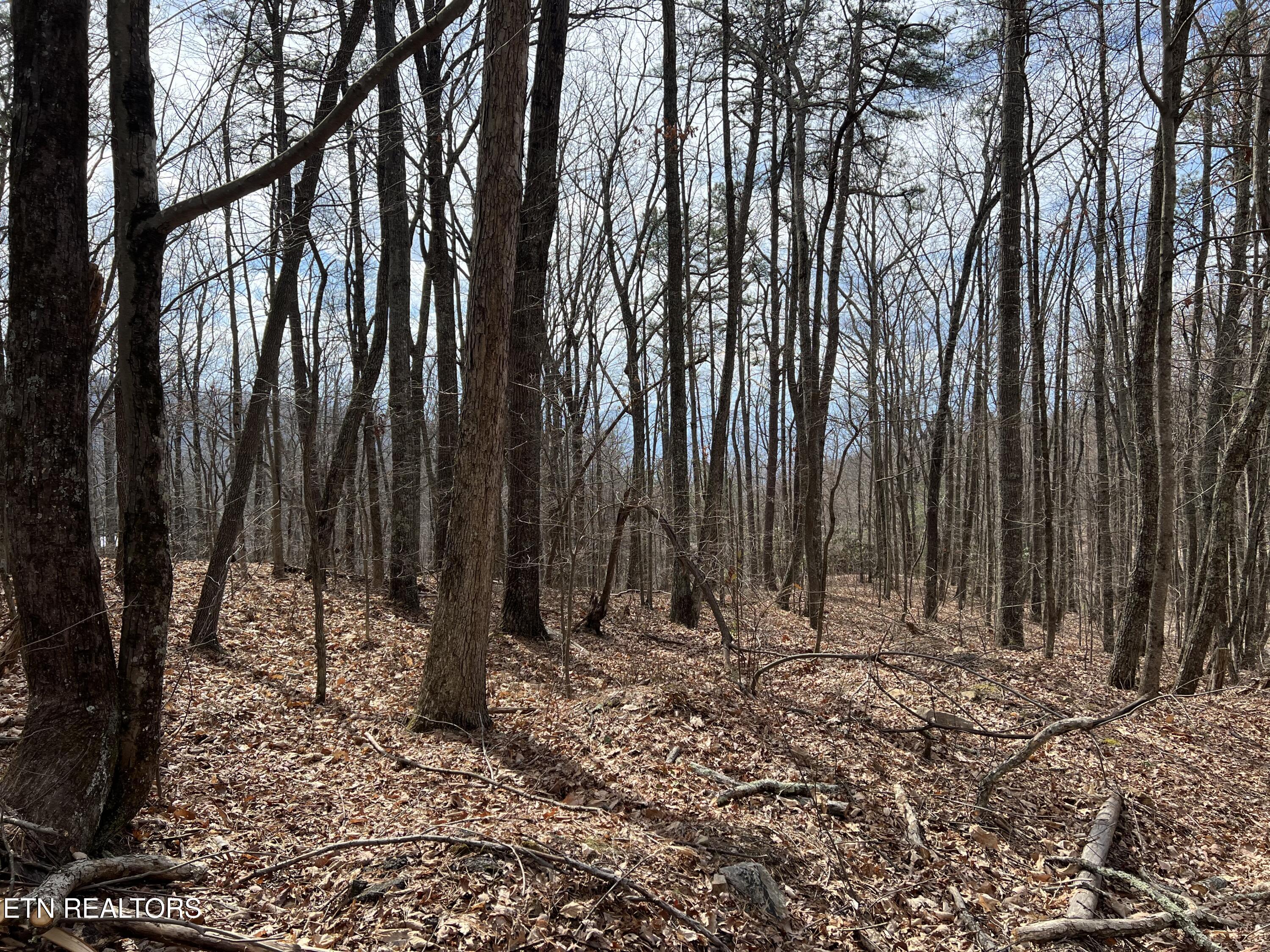 Swann Saddle Sevierville TN 37876