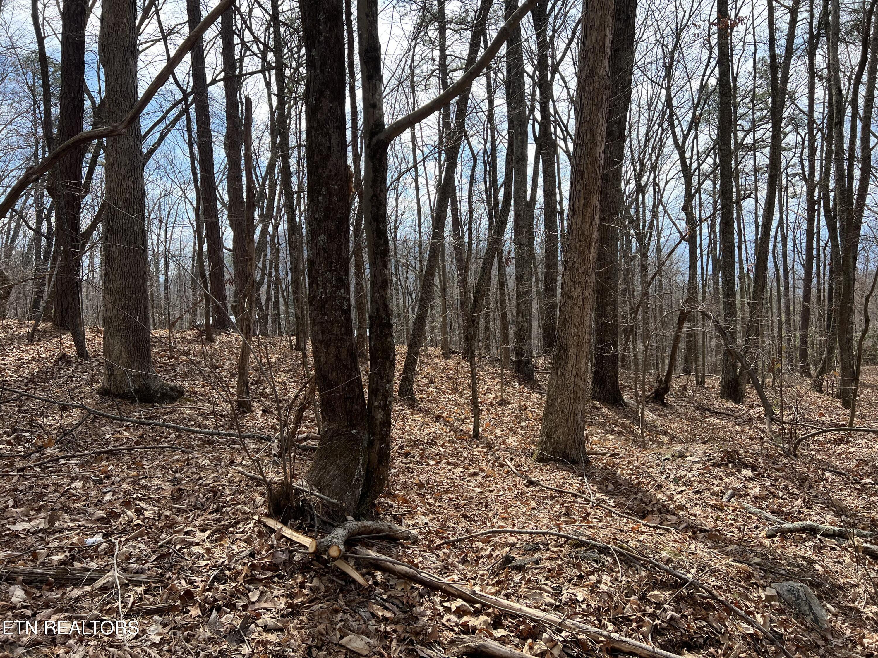 Swann Saddle Sevierville TN 37876