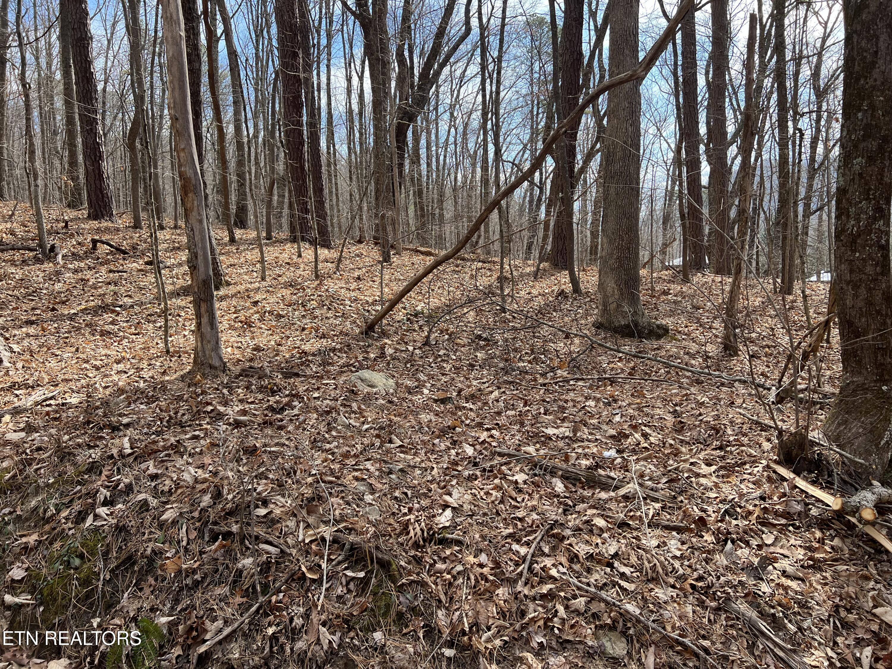 Swann Saddle Sevierville TN 37876