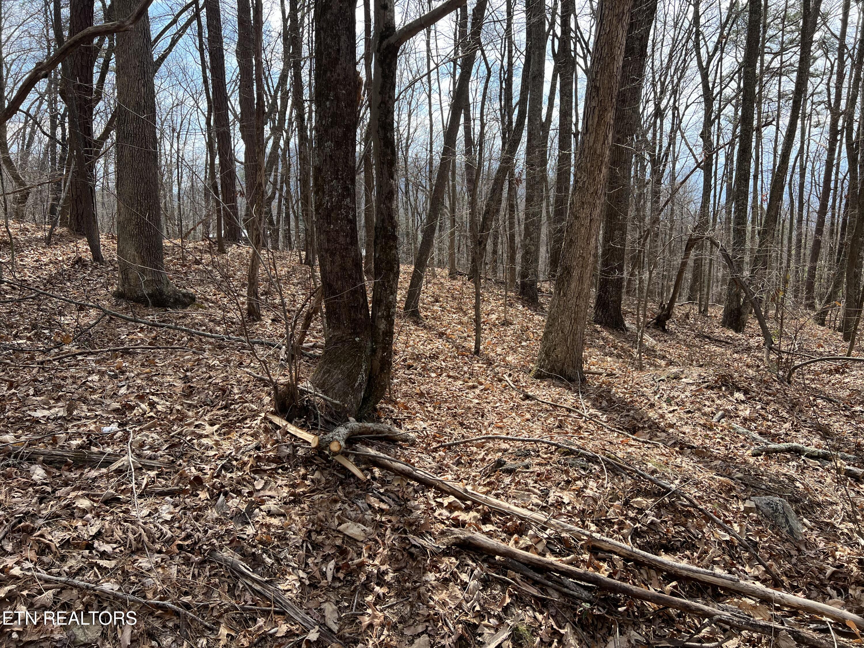 Swann Saddle Sevierville TN 37876
