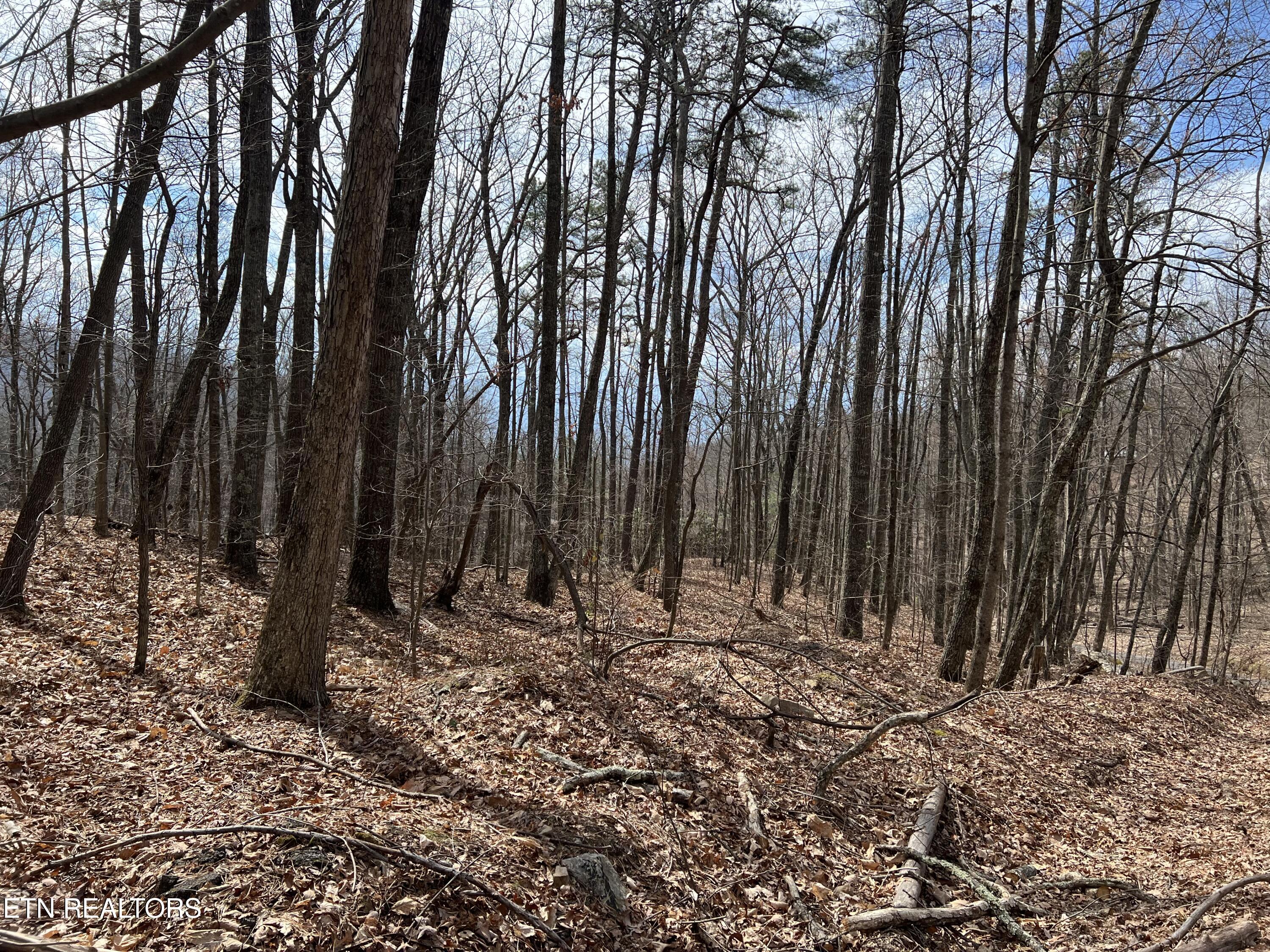 Swann Saddle Sevierville TN 37876