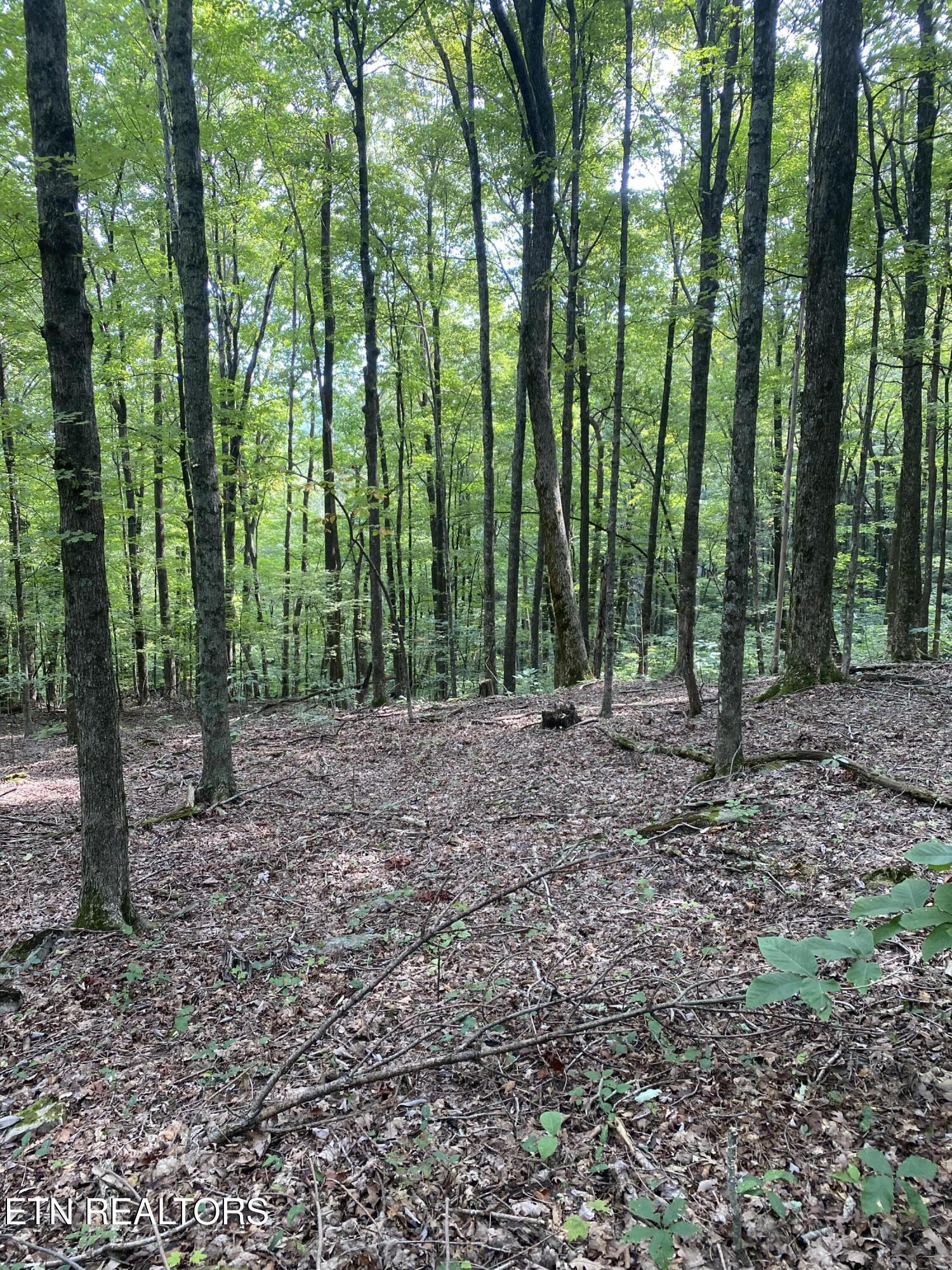 44 Acres Sheep Bluff Road Cookeville TN 38506