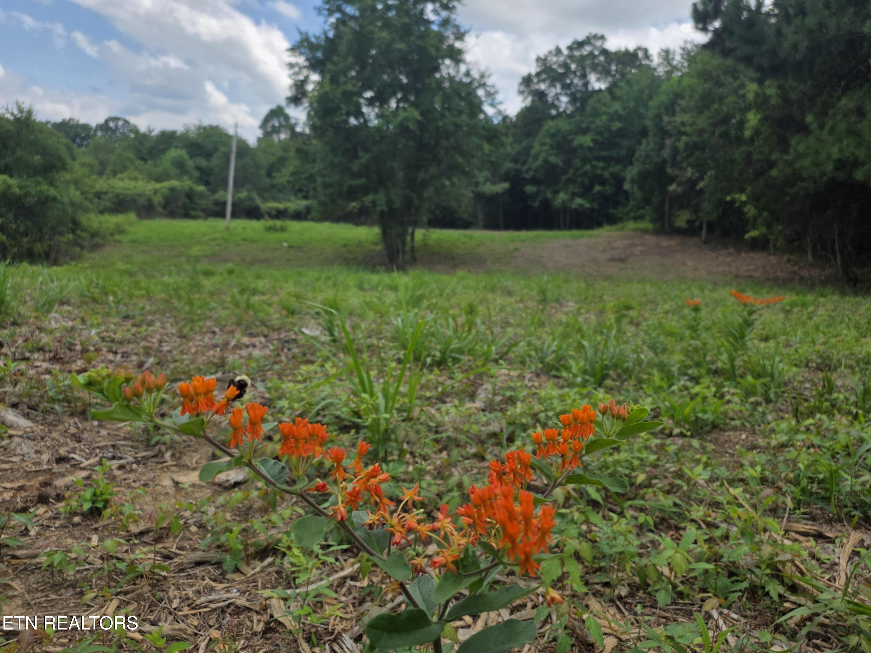 Old Huntsville-jamestown Road Robbins TN 37852