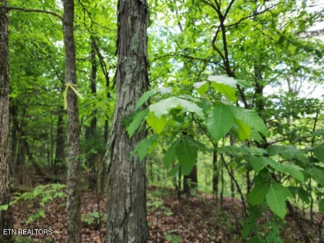 10.13AC Forest Trails Lane Celina TN 38551