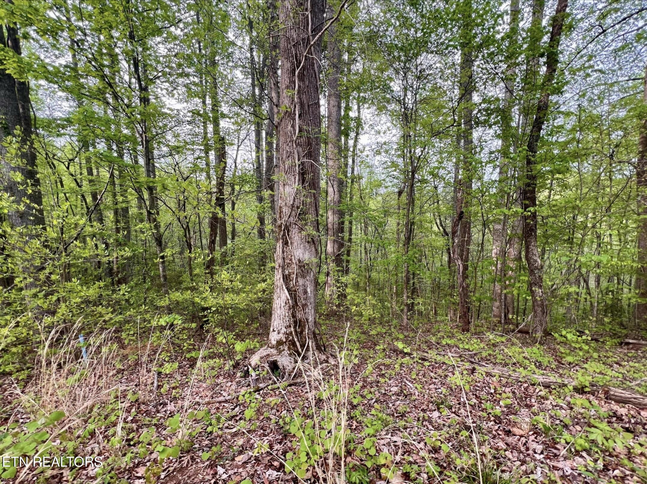 Lot 76&77 Polly Mountain Road Madisonville TN 37354