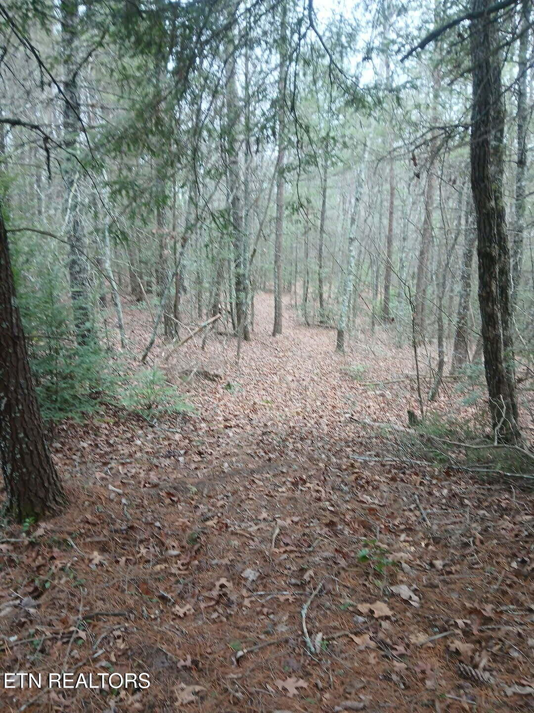 Wild Magnolia Jamestown TN 38556