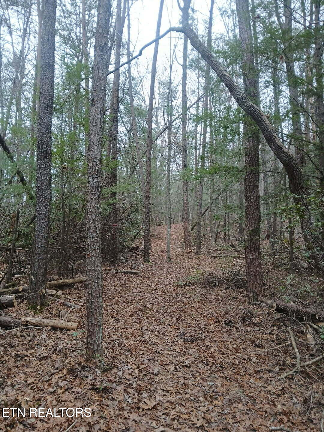 Wild Magnolia Jamestown TN 38556