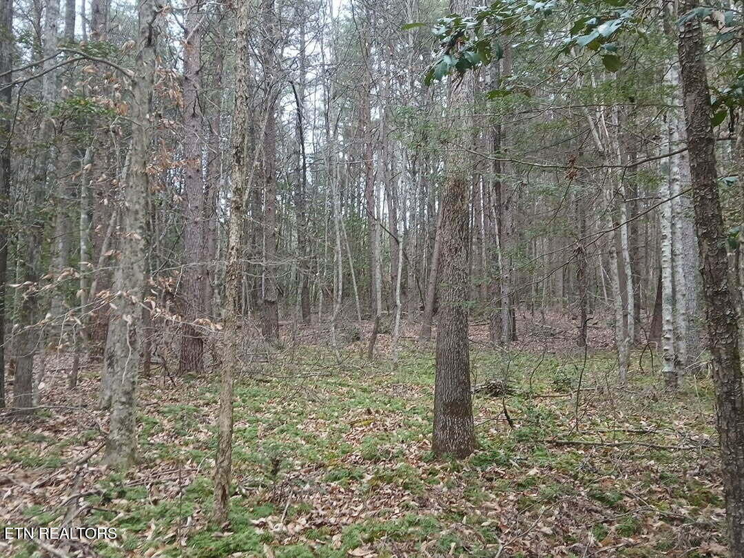 Wild Magnolia Jamestown TN 38556
