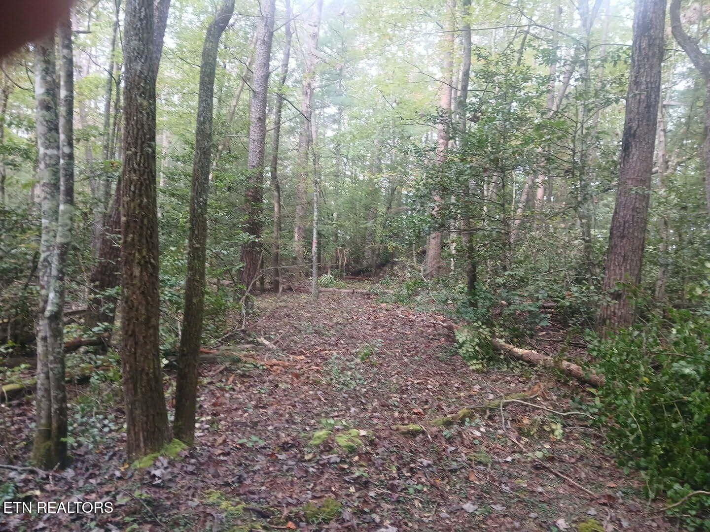 Wild Magnolia Jamestown TN 38556