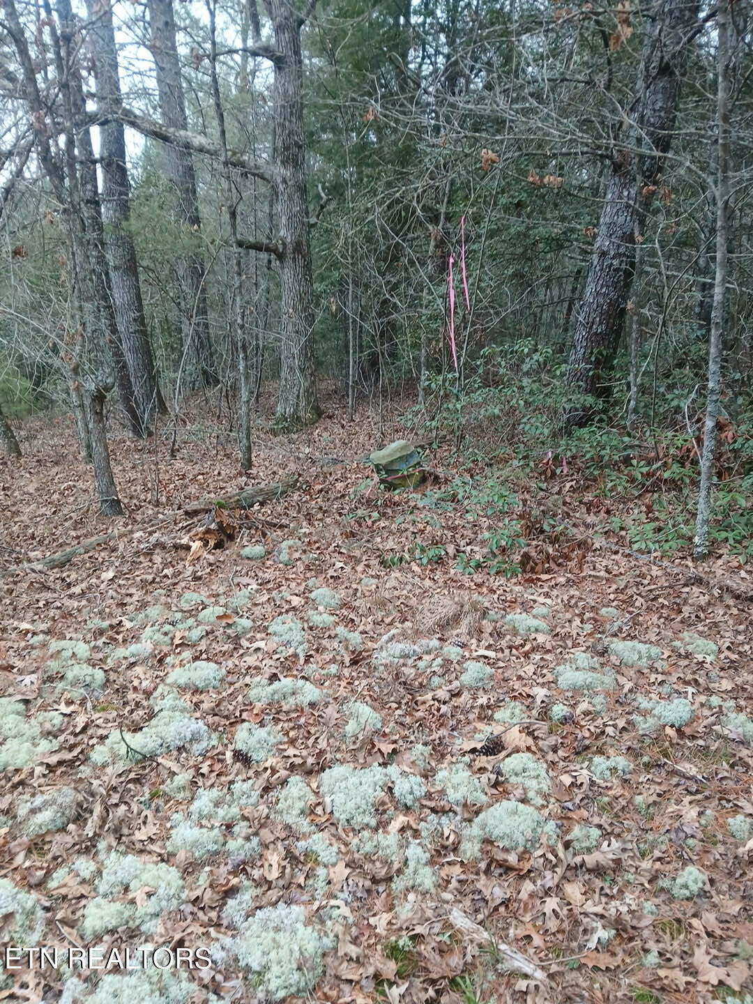 Wild Magnolia Jamestown TN 38556