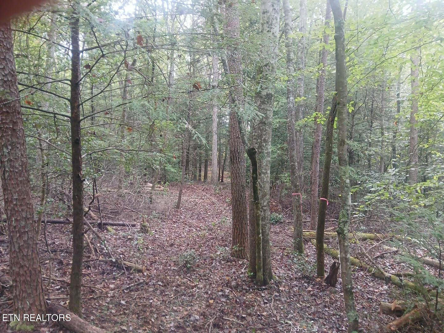 Wild Magnolia Jamestown TN 38556