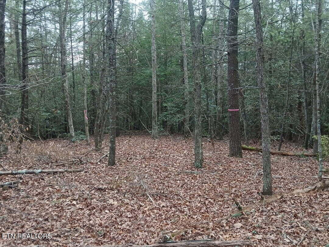 Wild Magnolia Jamestown TN 38556