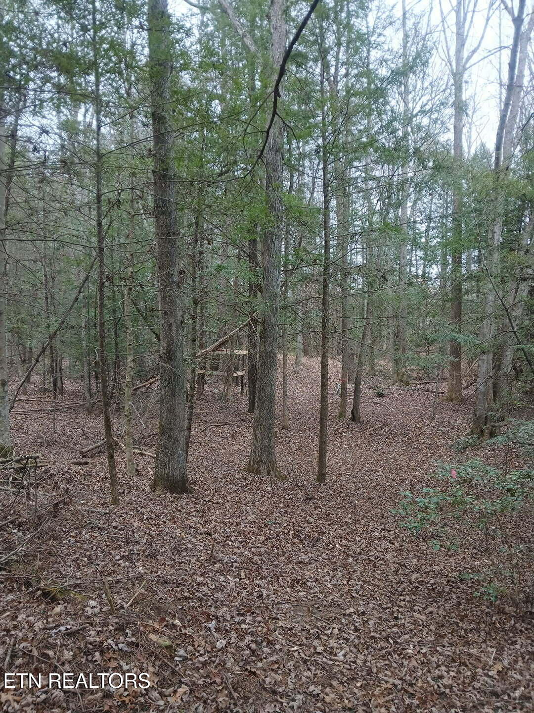 Wild Magnolia Jamestown TN 38556