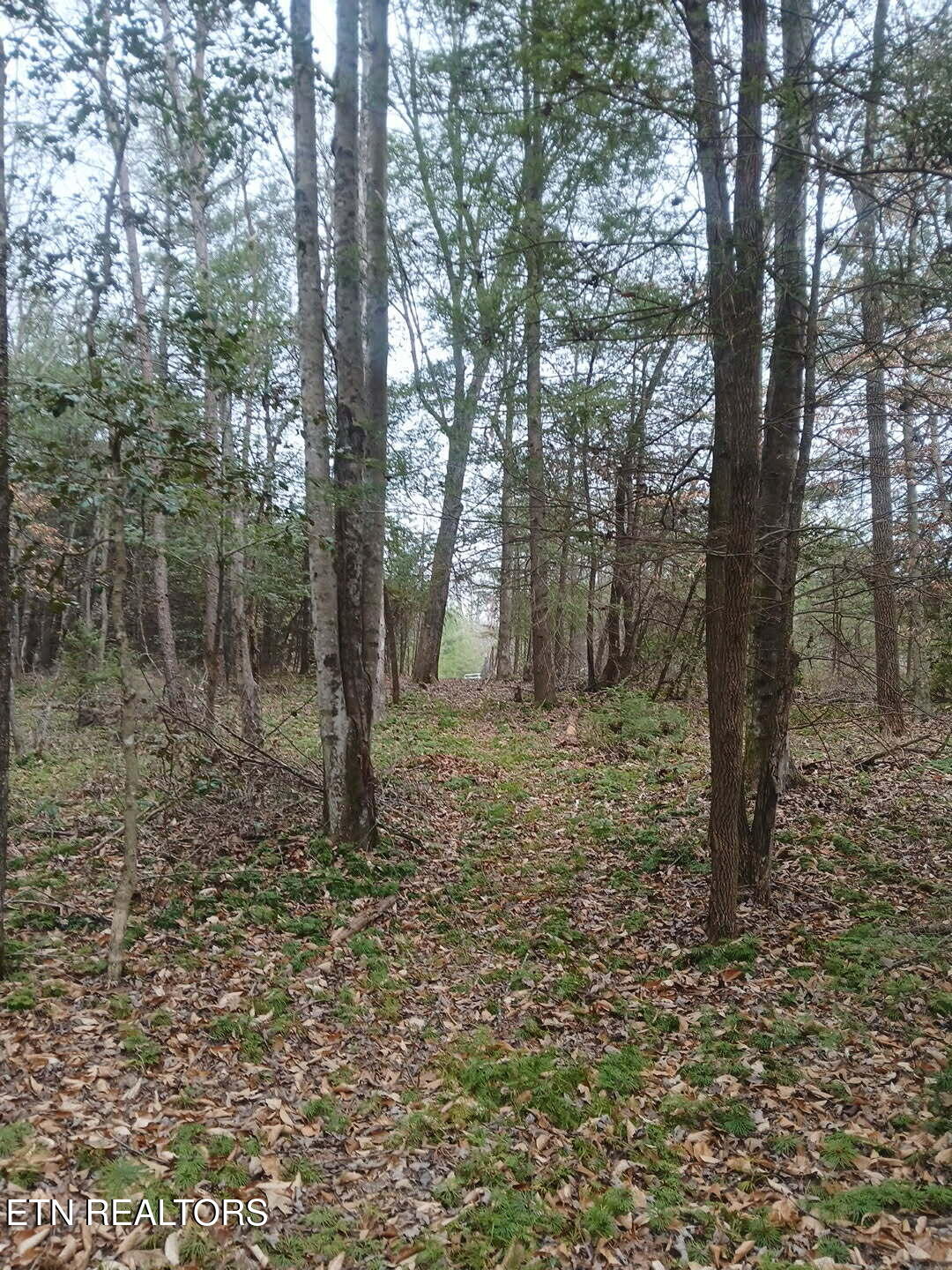 Wild Magnolia Jamestown TN 38556