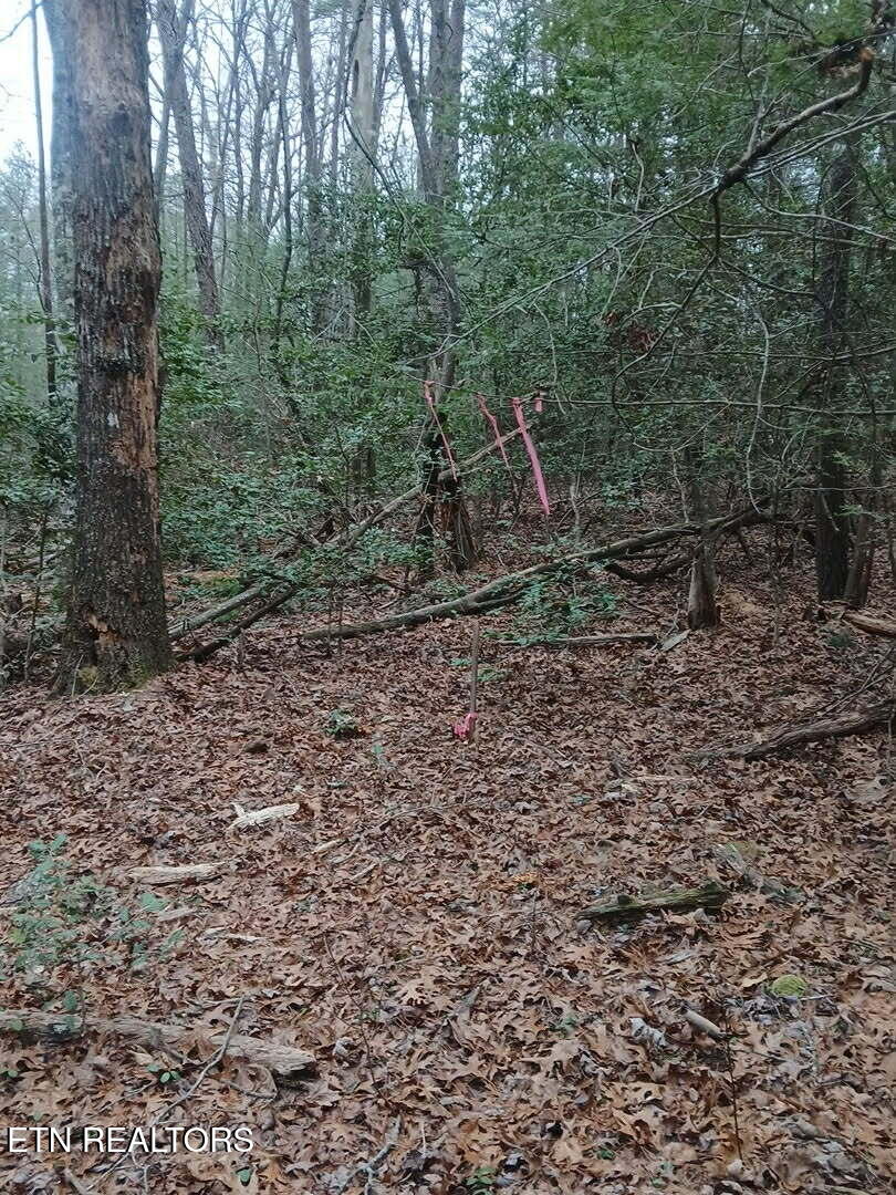 Wild Magnolia Jamestown TN 38556