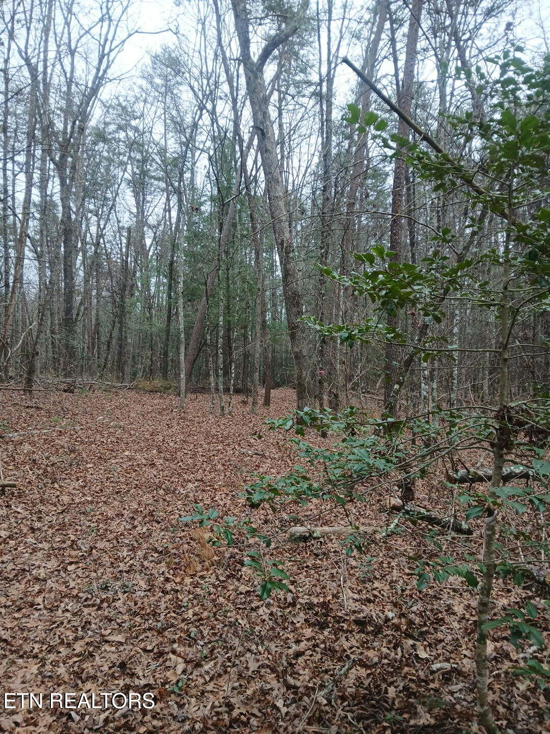 Wild Magnolia Jamestown TN 38556