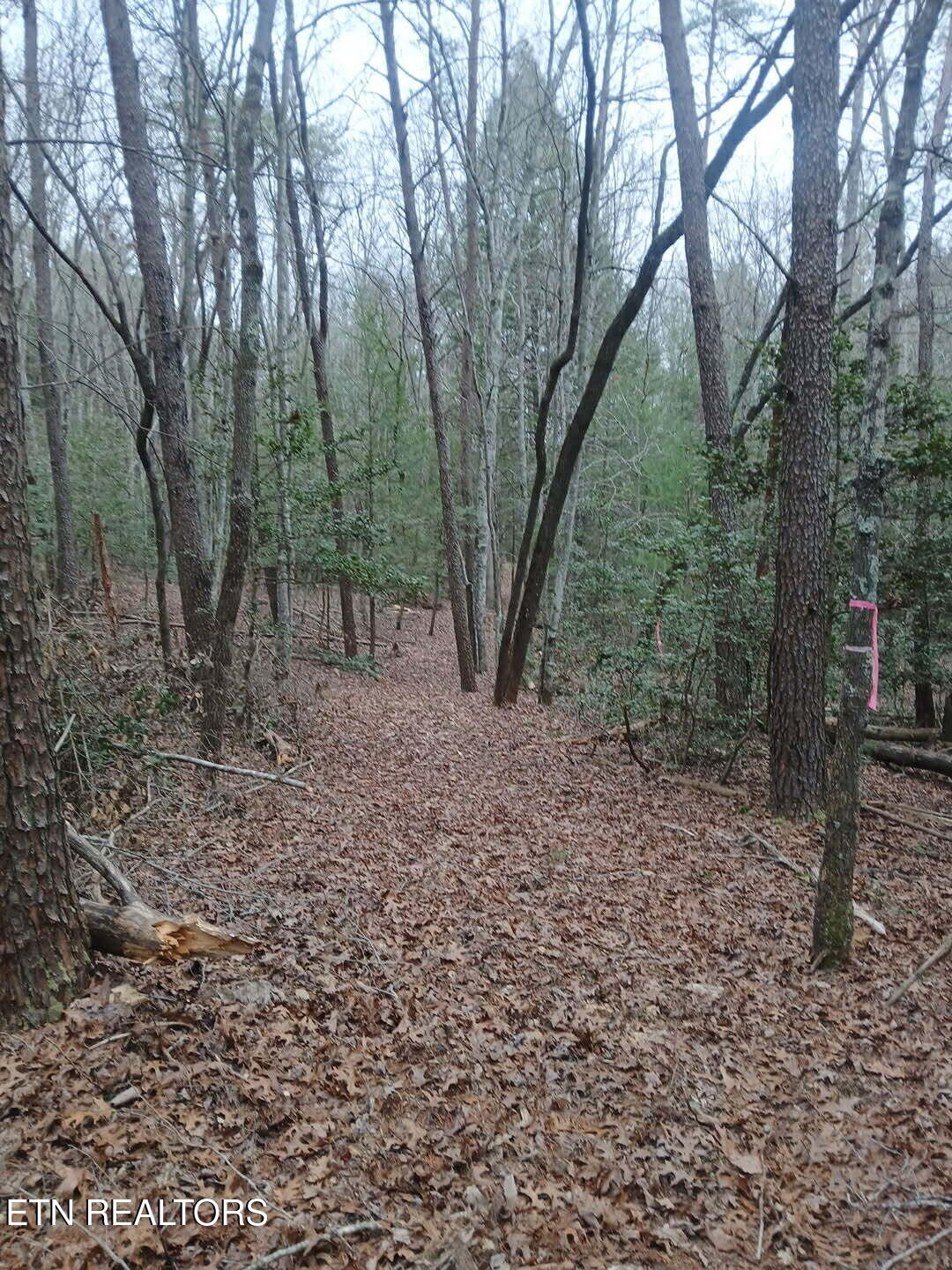 Wild Magnolia Jamestown TN 38556