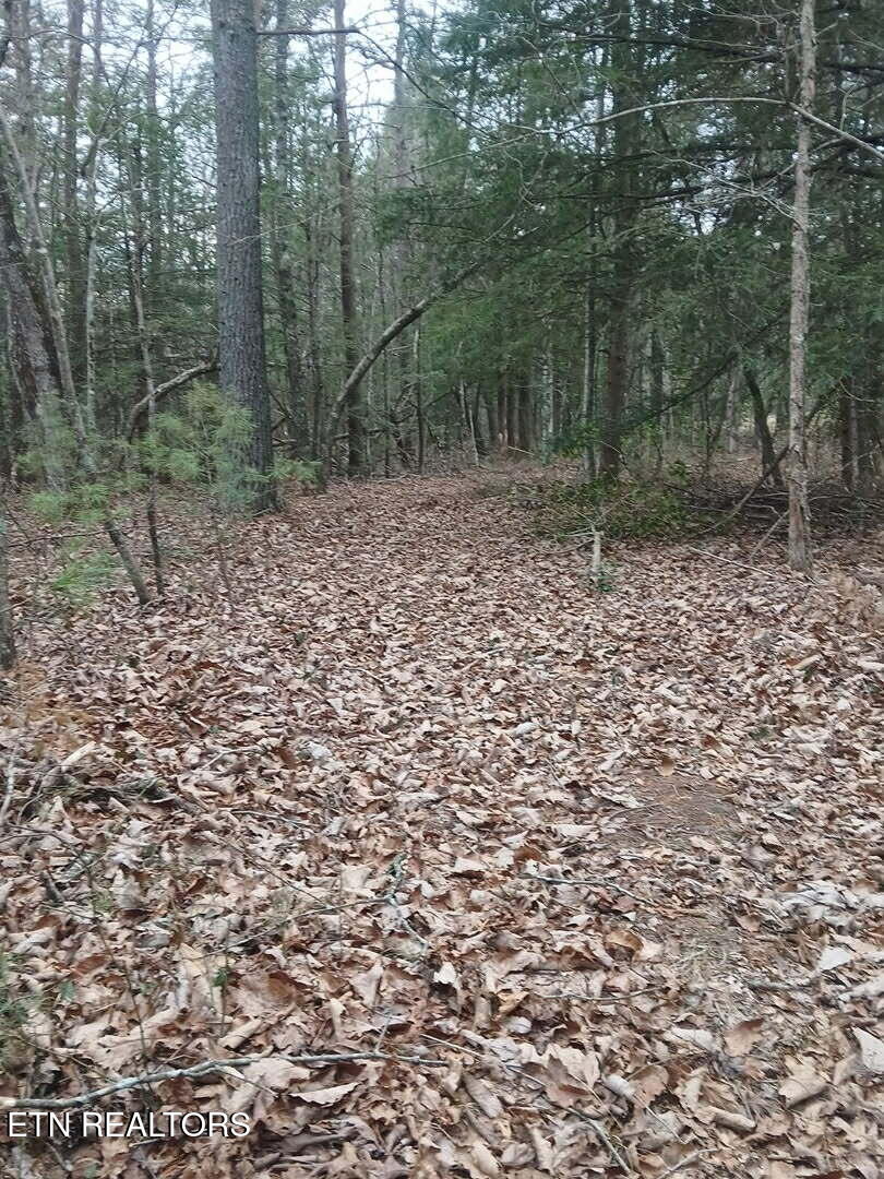 Wild Magnolia Jamestown TN 38556