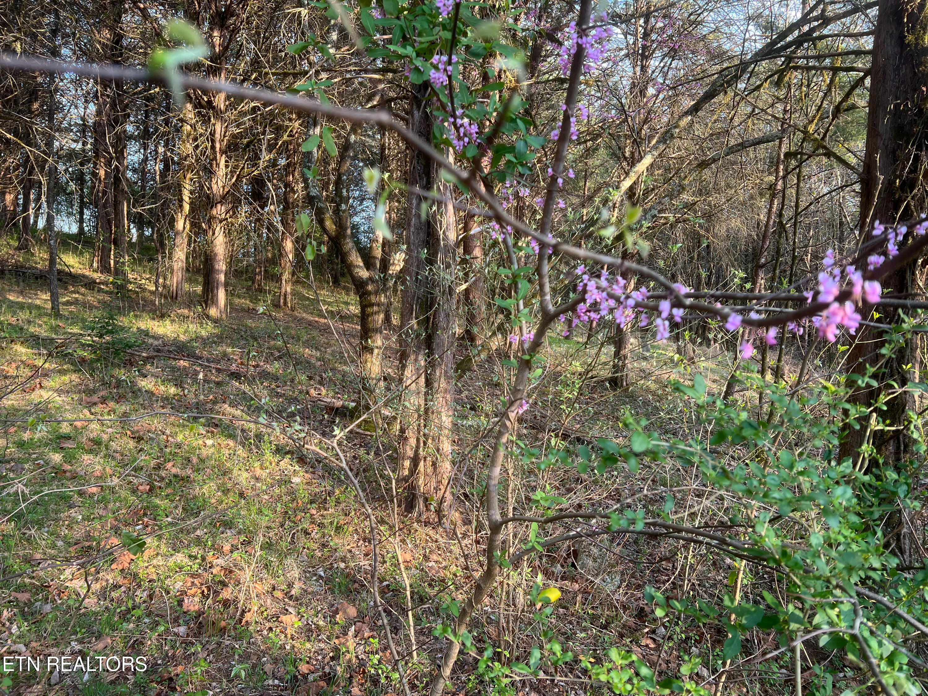 Wedge Way Tazewell TN 37879