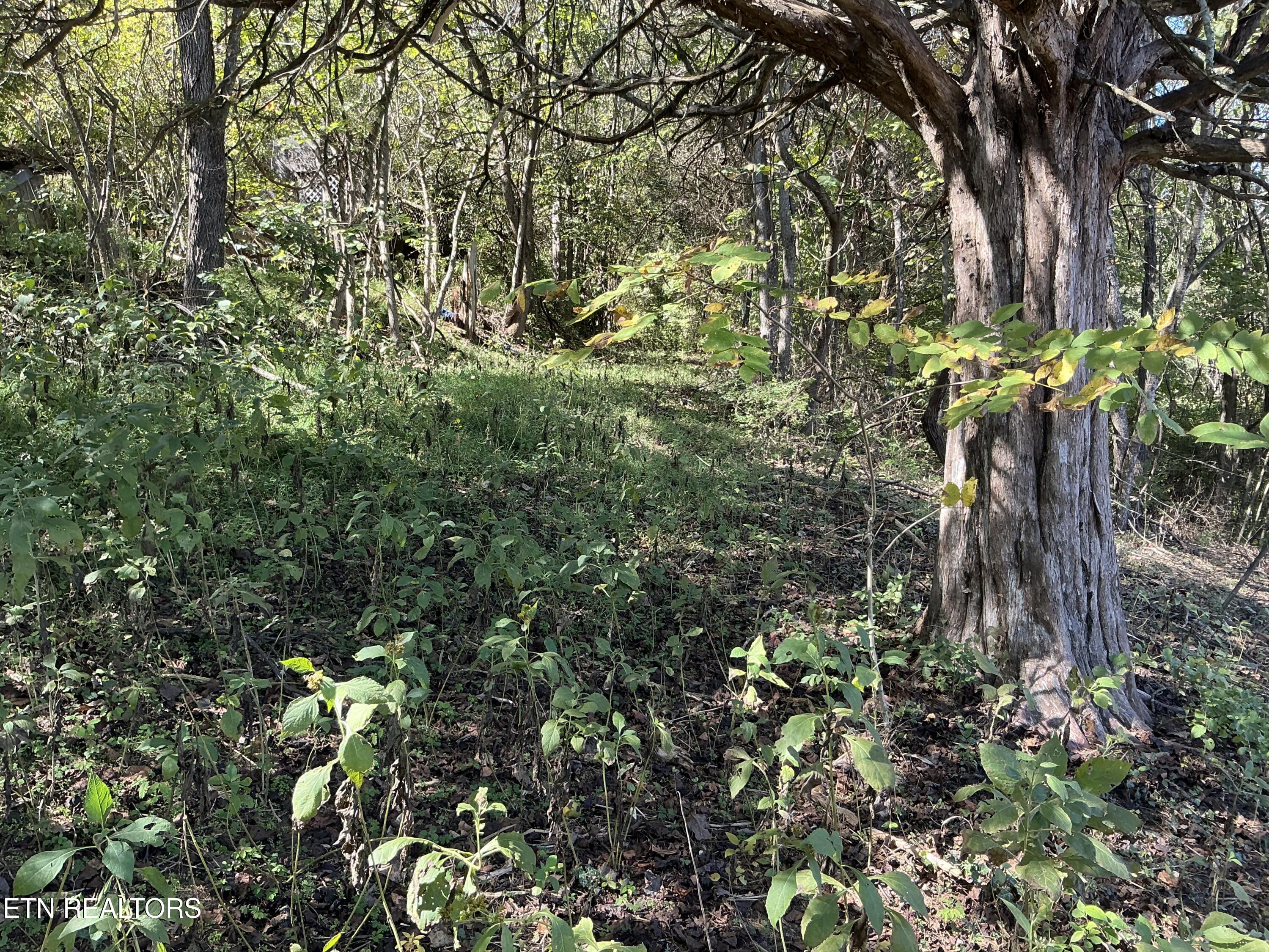 - - - - - Moore Lane Powell TN 37849