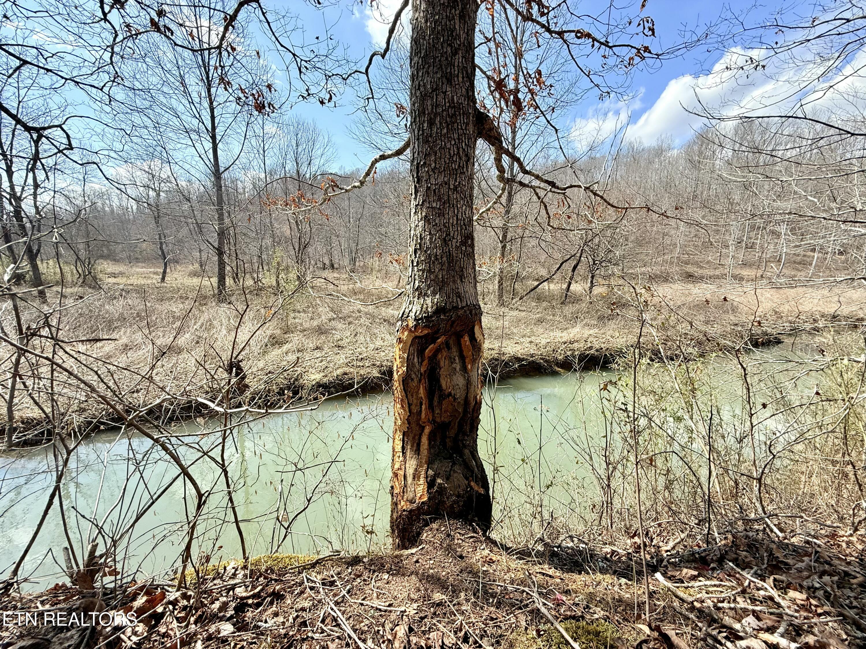 Skull Creek Road Robbins TN 37852