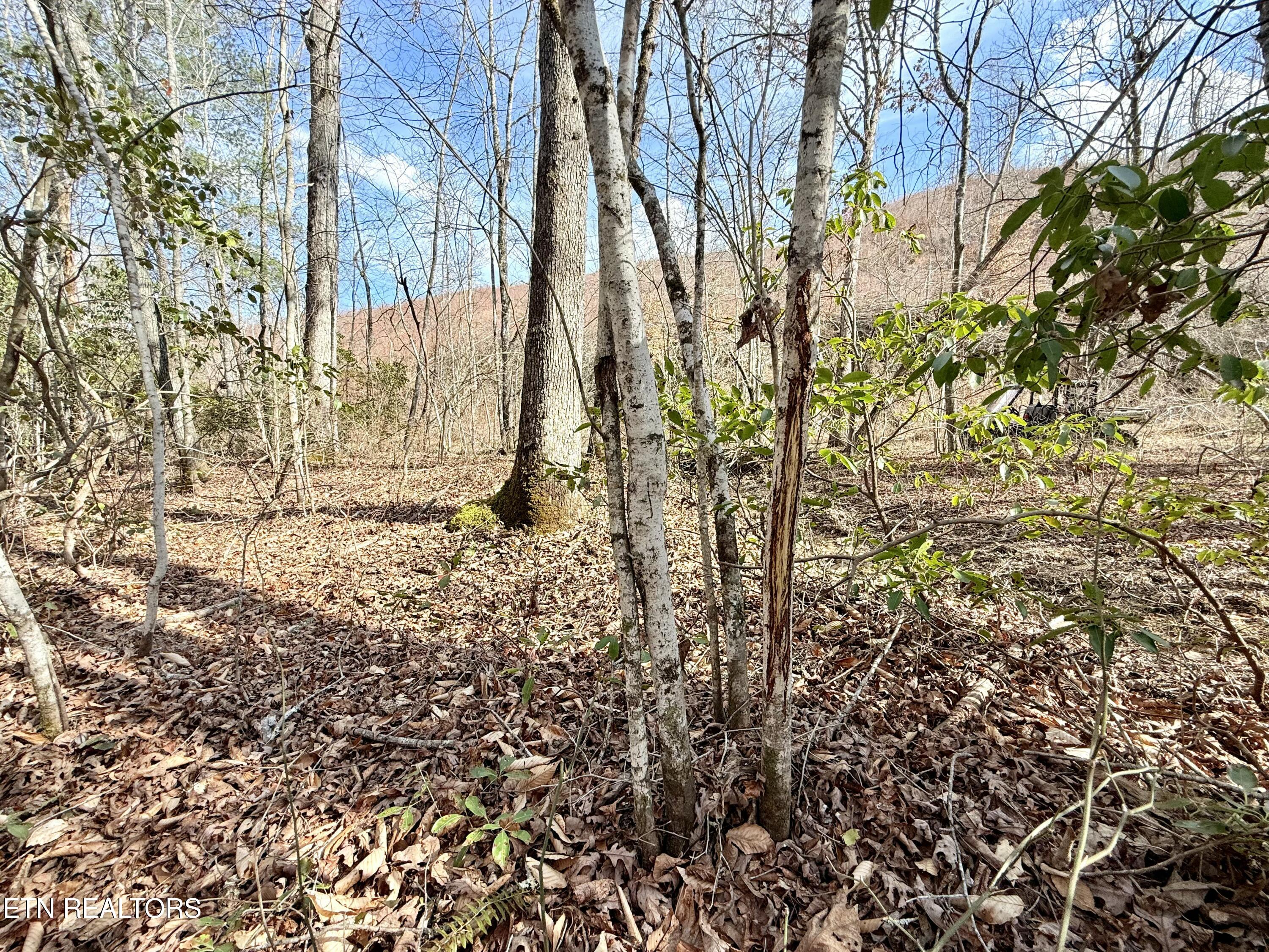 Skull Creek Road Robbins TN 37852
